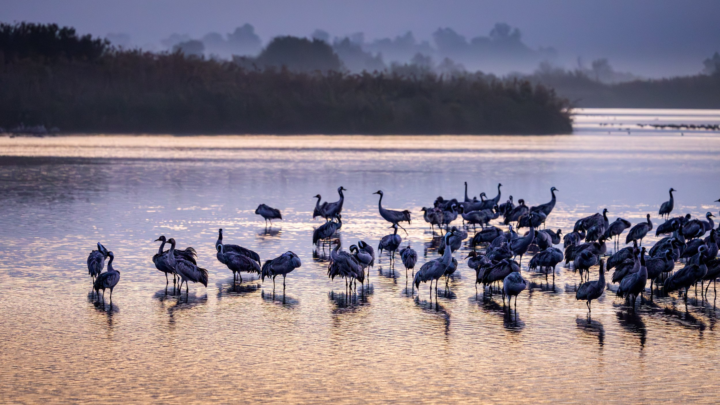 A large group of migrating cranes standing in shallow water during sunset at a wetland.