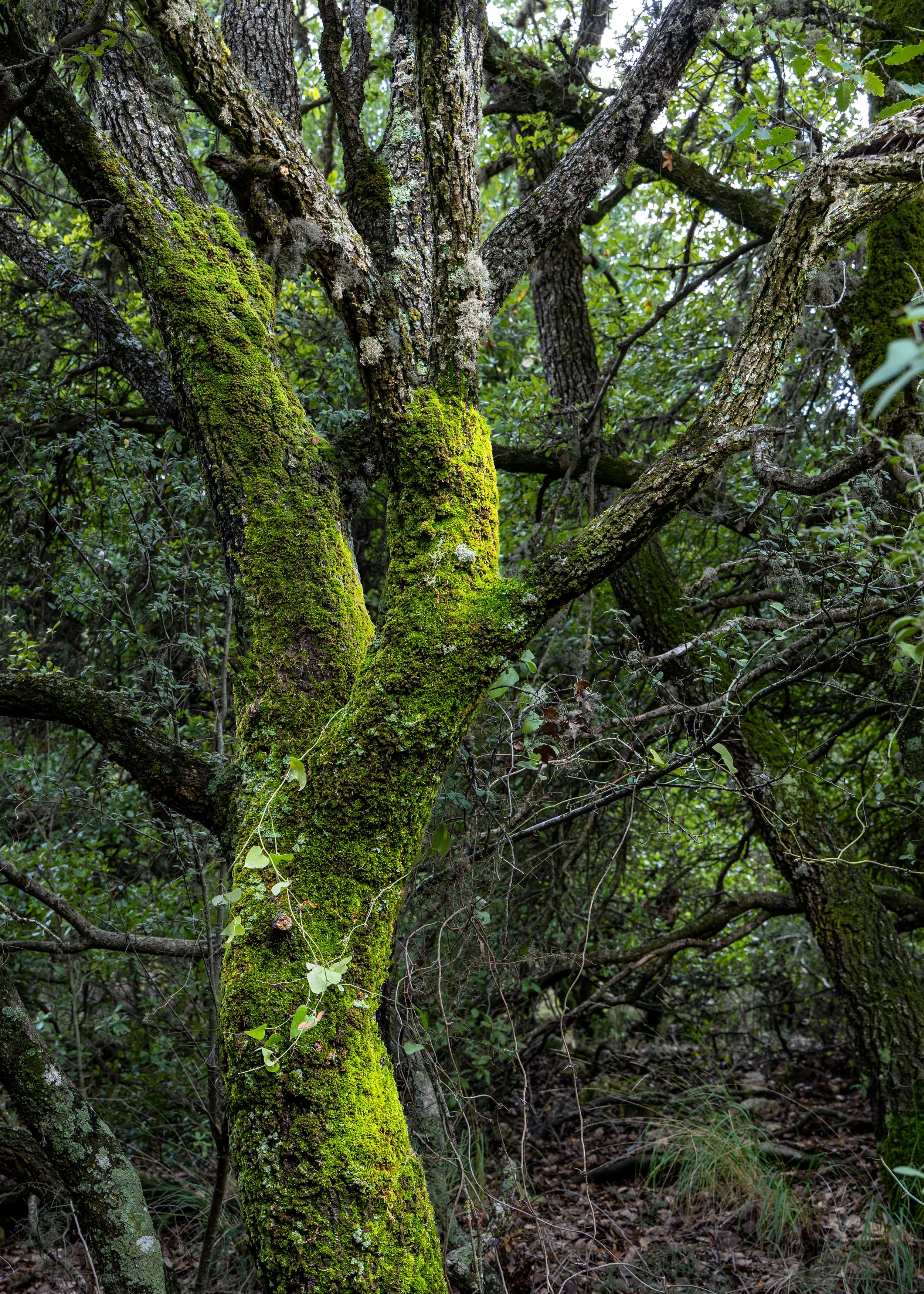 A moss-covered tree trunk with several thick, textured branches extending outward in a dense forest.