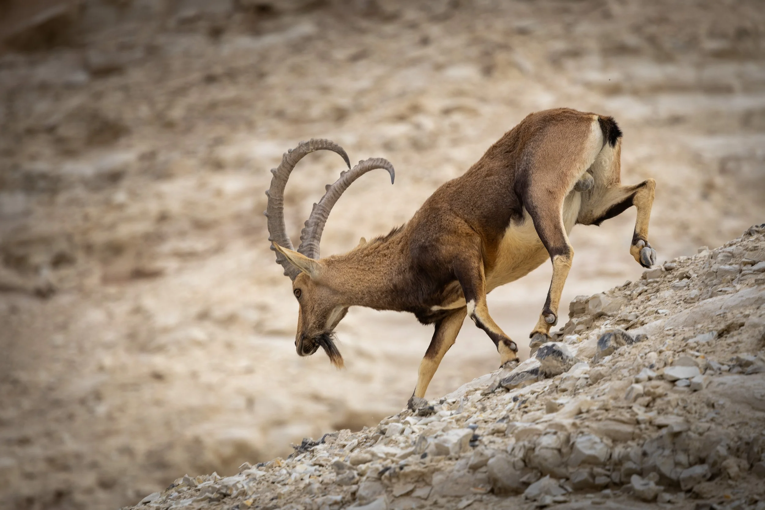 A wild goat climbing a rocky, desert-like slope.