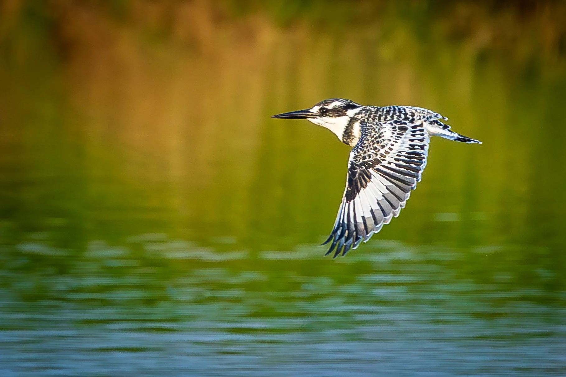 A bird flying just above a body of water with a blurred natural background.