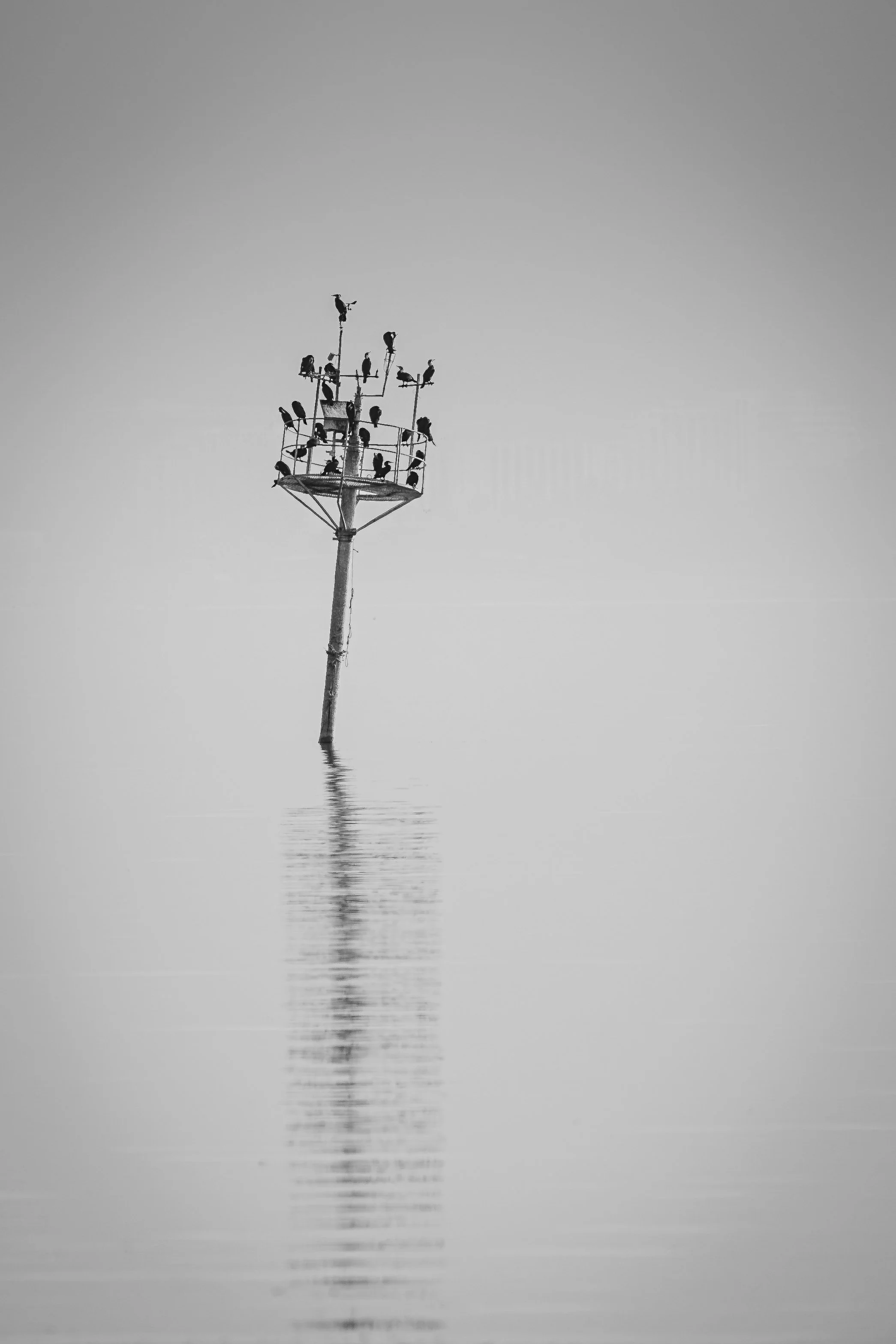 Black and white fine art photo of a tall pole with birds perched on it, reflected in calm water photography by erez nudmanov