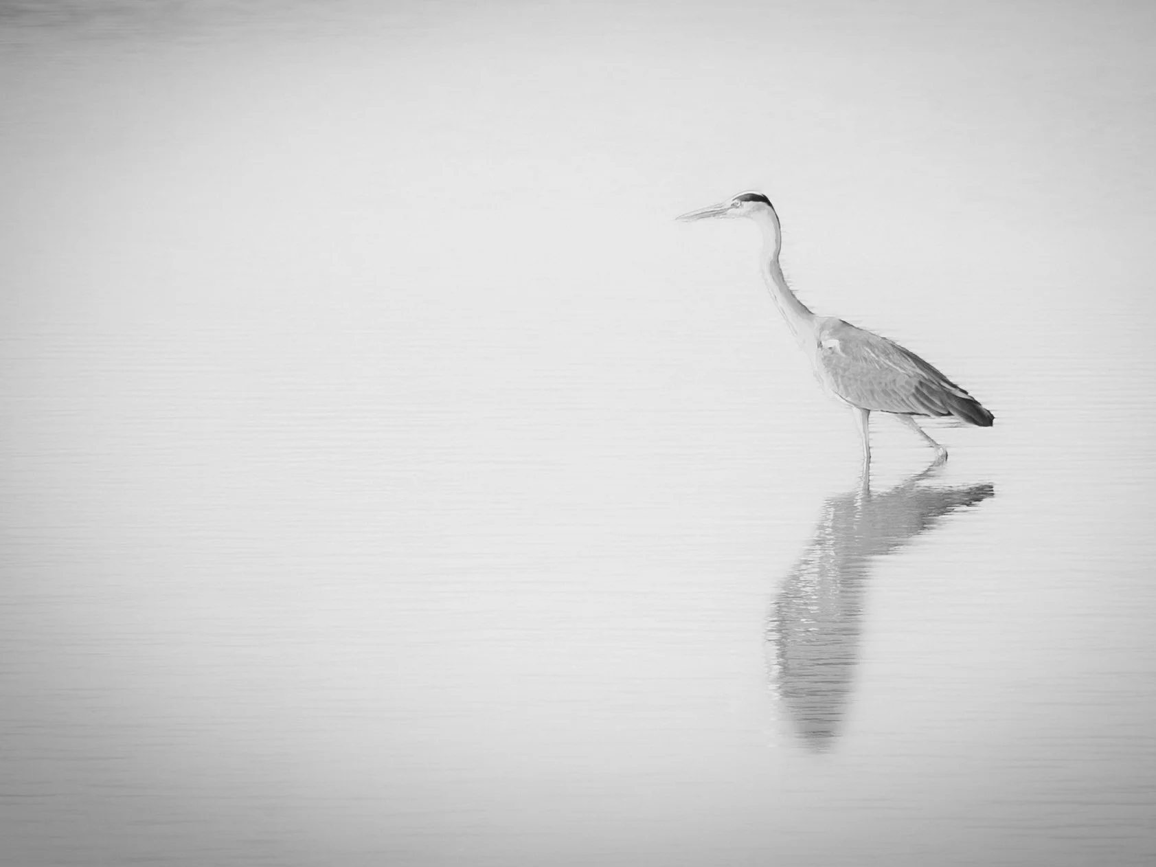 A heron standing in water, with its reflection visible, in a black and white photograph.