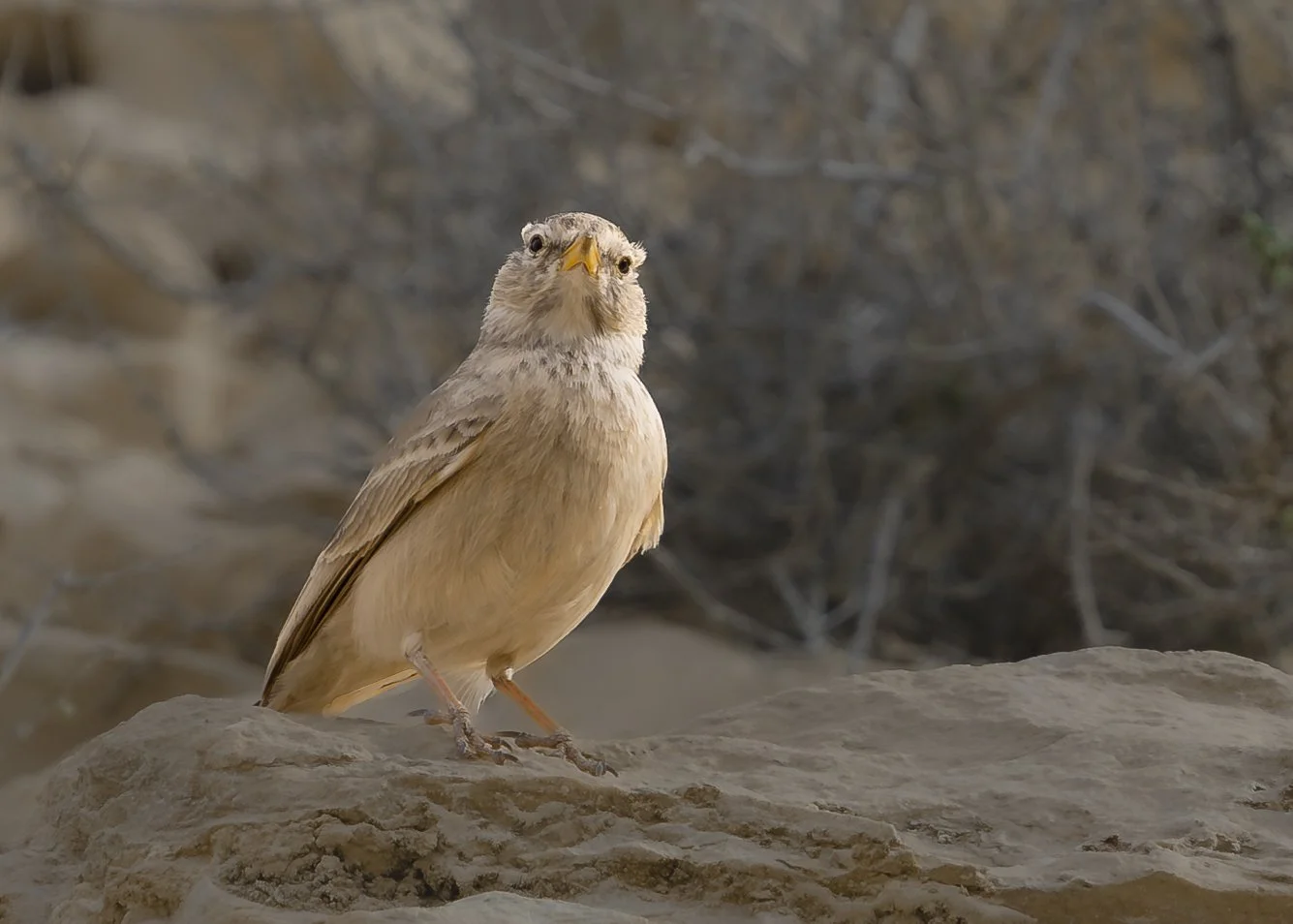 A small bird with beige and brown feathers standing on a rock, with a blurred background of dry branches.