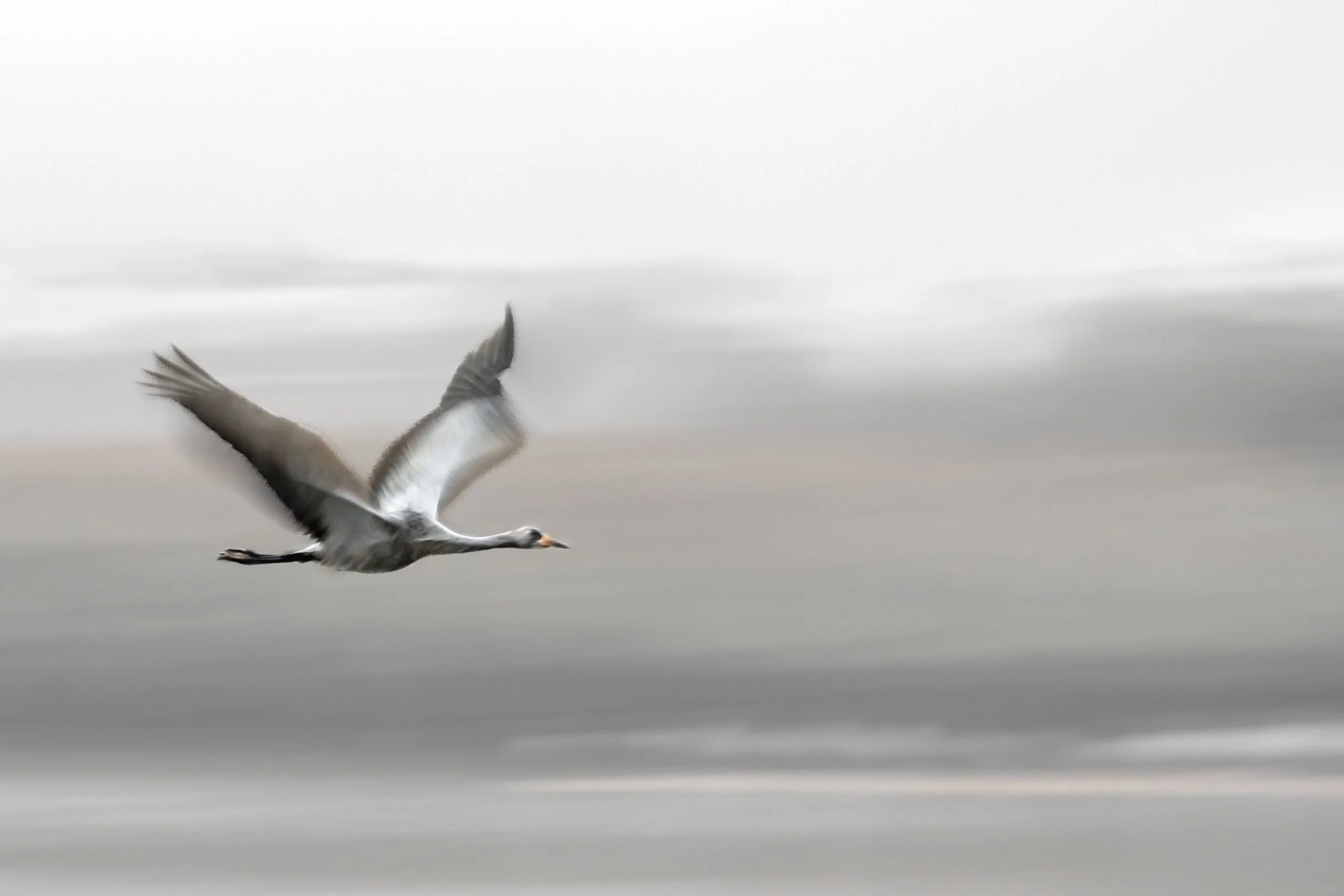 A flying seagull against a blurred, cloudy sky.