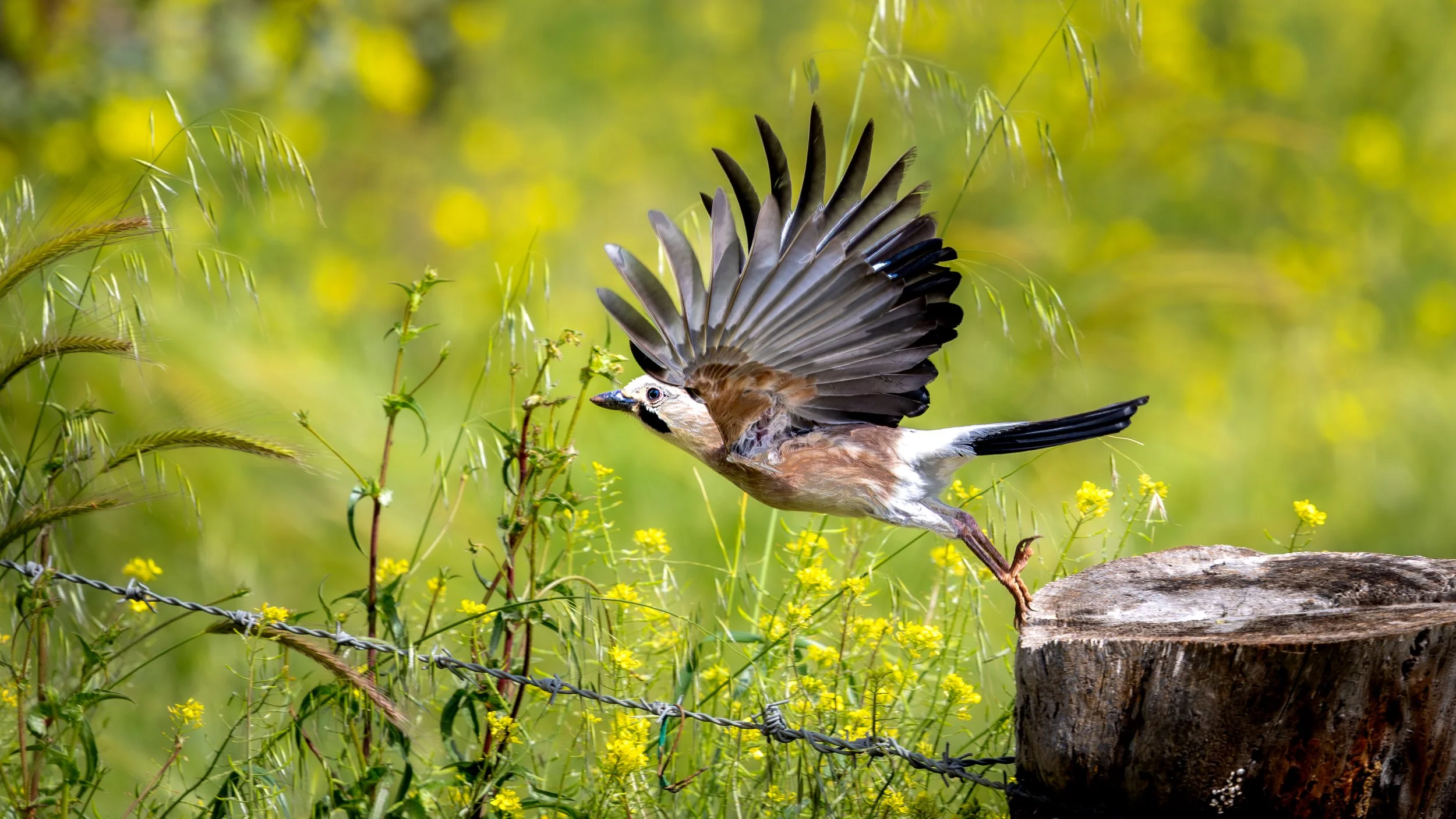 A bird with brown and black plumage is landing on a tree stump, with one foot touching the surface. Its wings are spread wide, showing intricate feather details. The background features lush green foliage and yellow flowers.