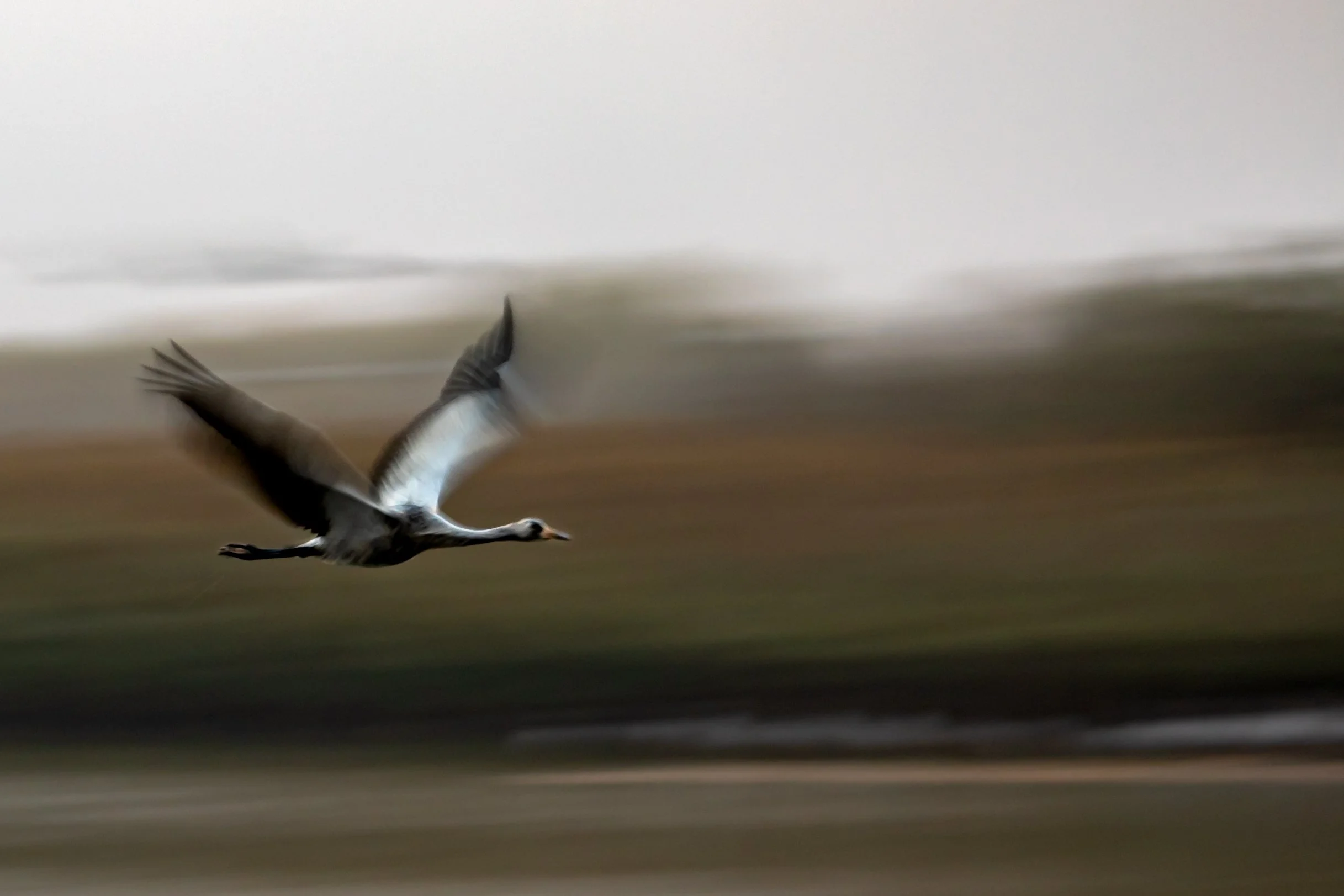 A bird in flight over a blurred landscape background.