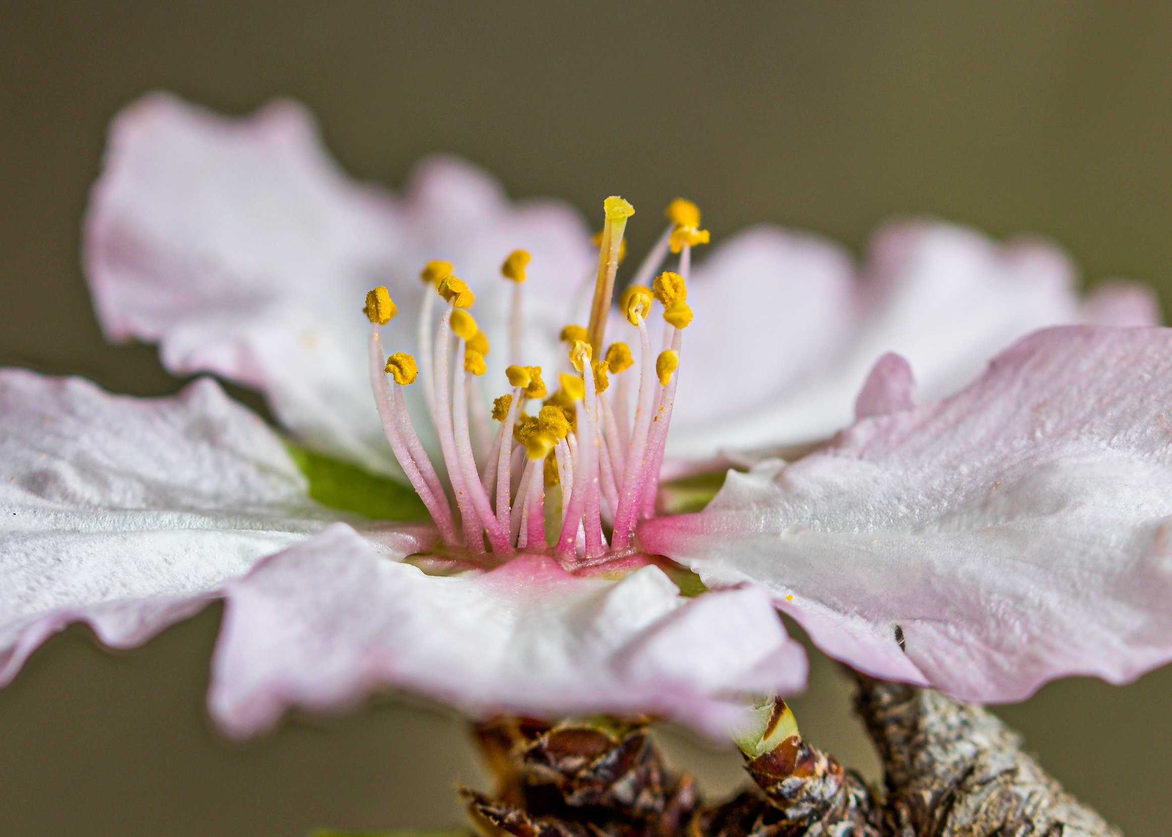 Close-up of a pink and white flower with yellow stamens and pollen, showing detailed petals and reproductive structures.