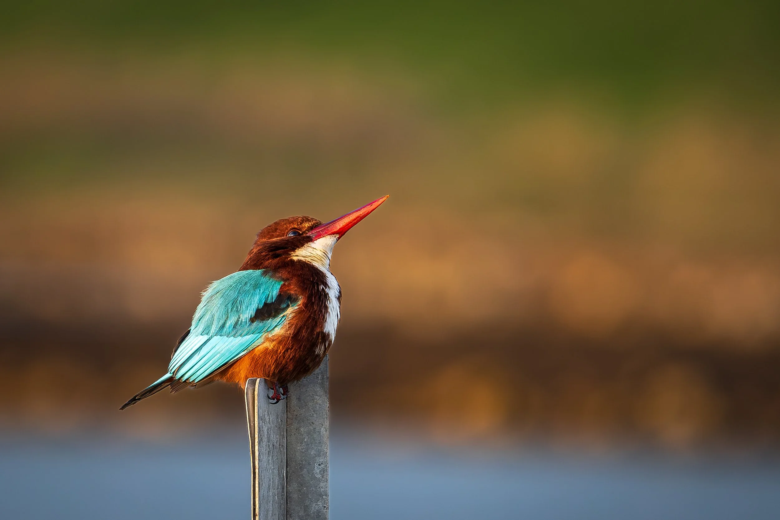 A kingfisher bird with brown and turquoise feathers perched on a wooden post near water, with a blurred natural background.