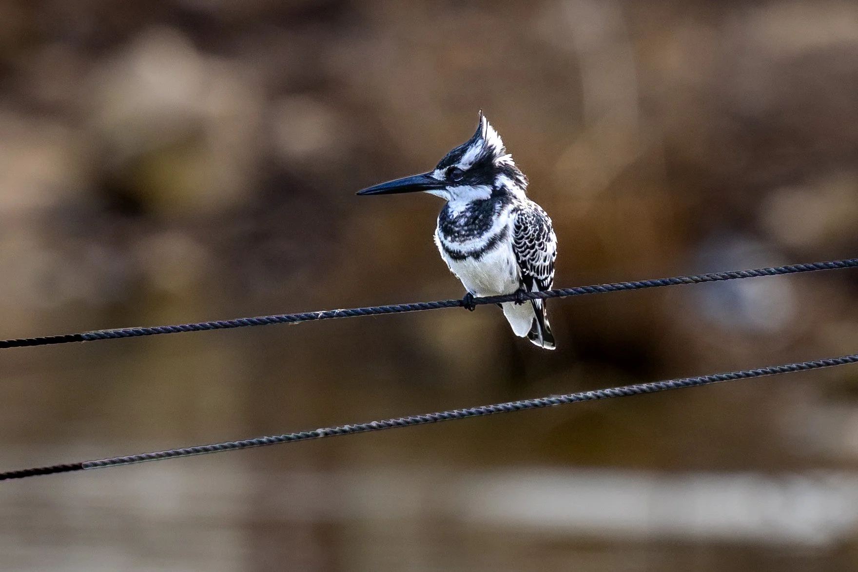A black and white woodpecker perched on a wire outdoors.