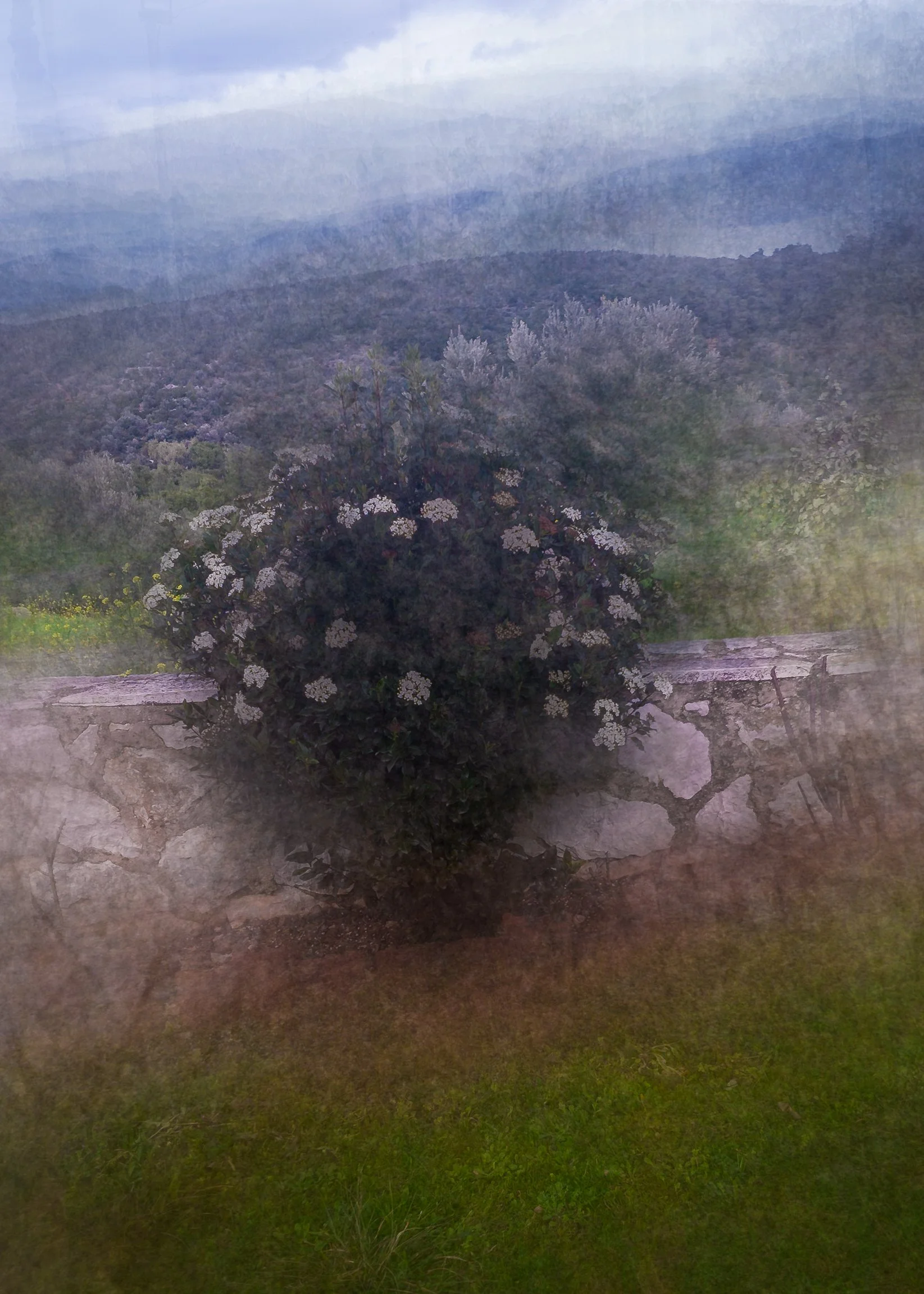 A flowering bush with white blossoms situated on a stone wall, with a landscape of rolling hills covered in trees and a cloudy sky in the background.
