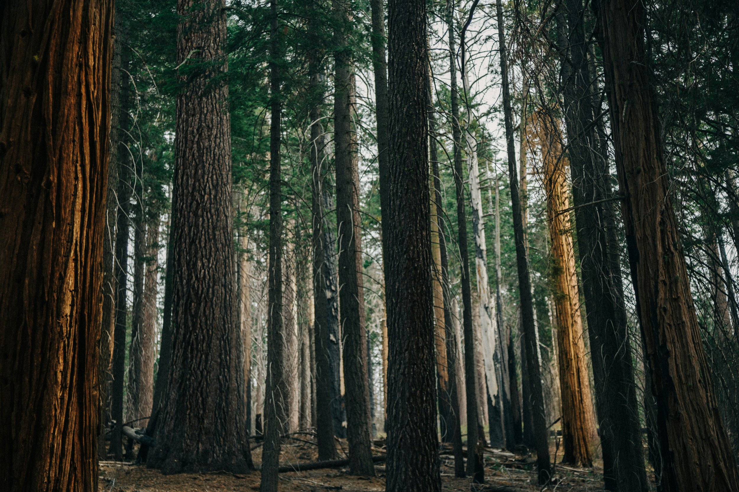 Timberline Tree Care | Enhance Your Trees Today – Call Now