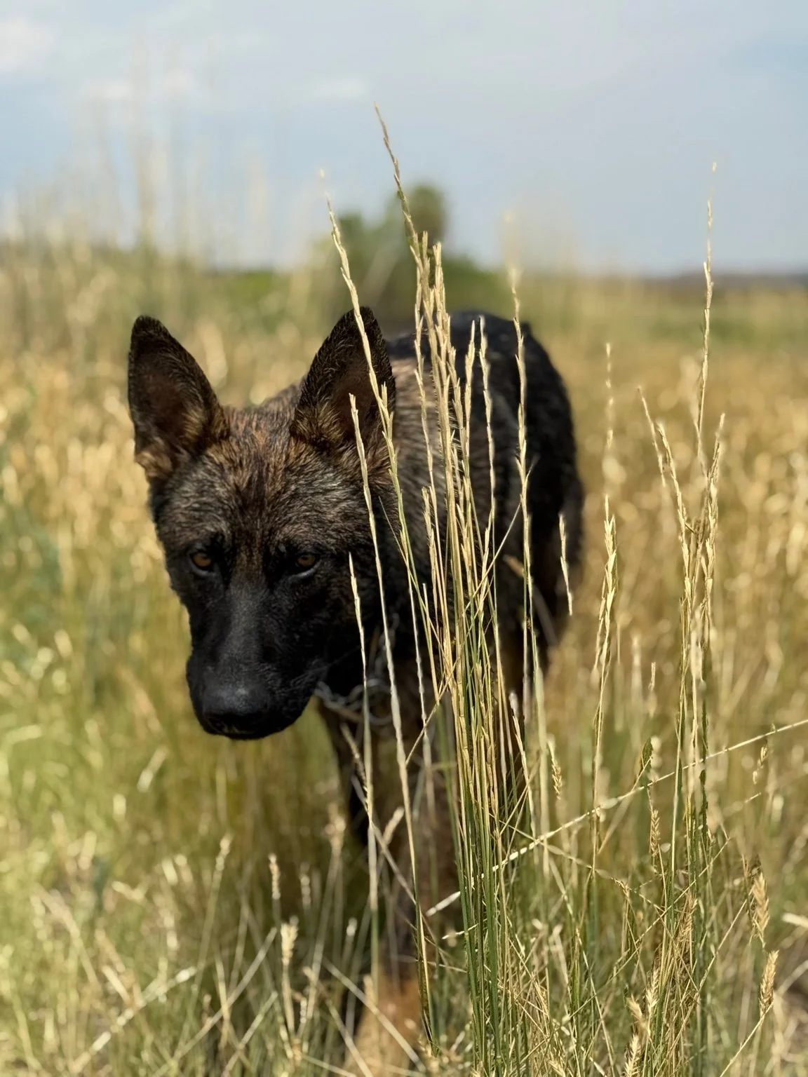 A black and brown dog walking through tall dry grass in an open field.