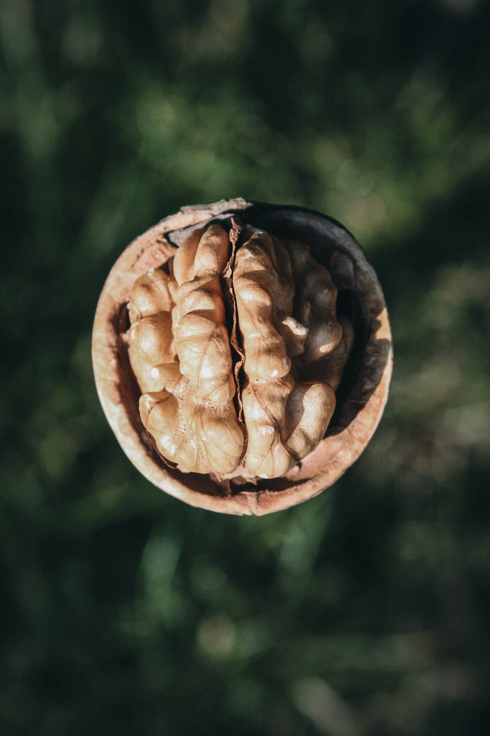 The Gut-Brain Connection: How Digestion, Stress, and Mood Are Linked
