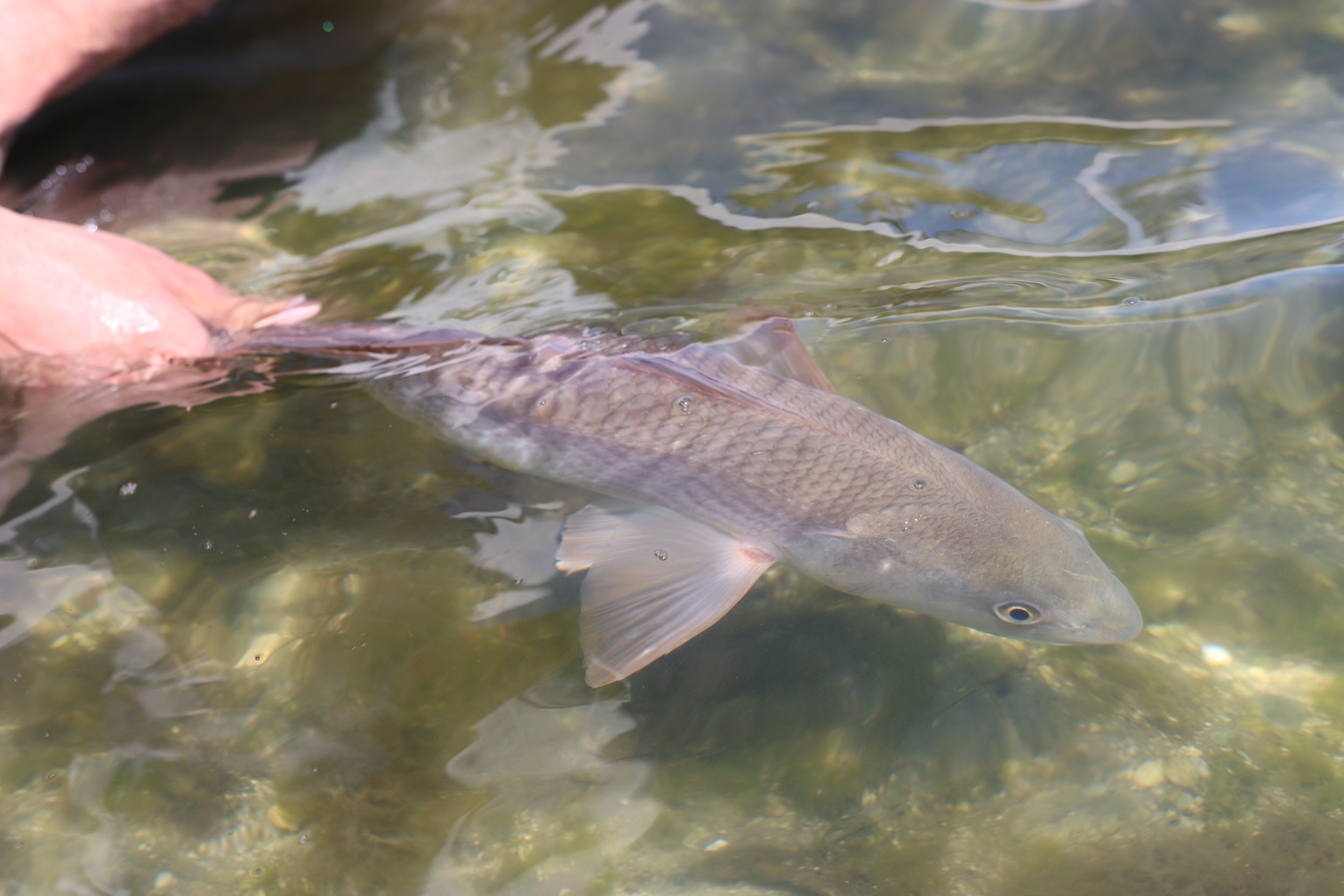 A person holding a fish in shallow water.