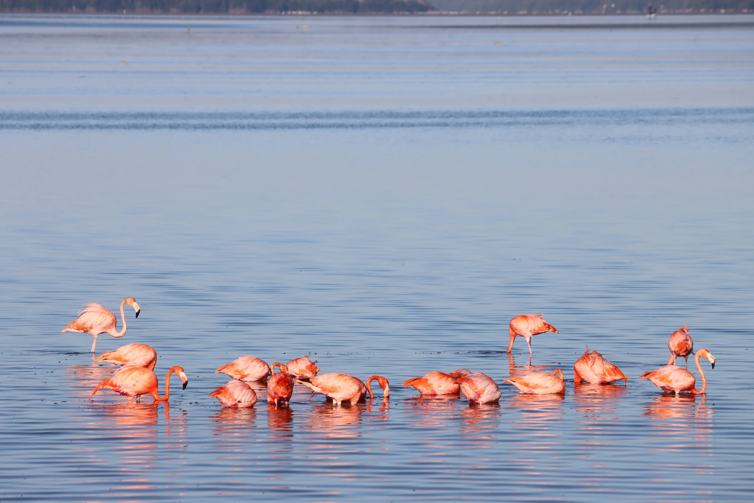 Group of pink flamingos wading in the water of a lake or lagoon, with some standing and others swimming, under a partly cloudy sky.