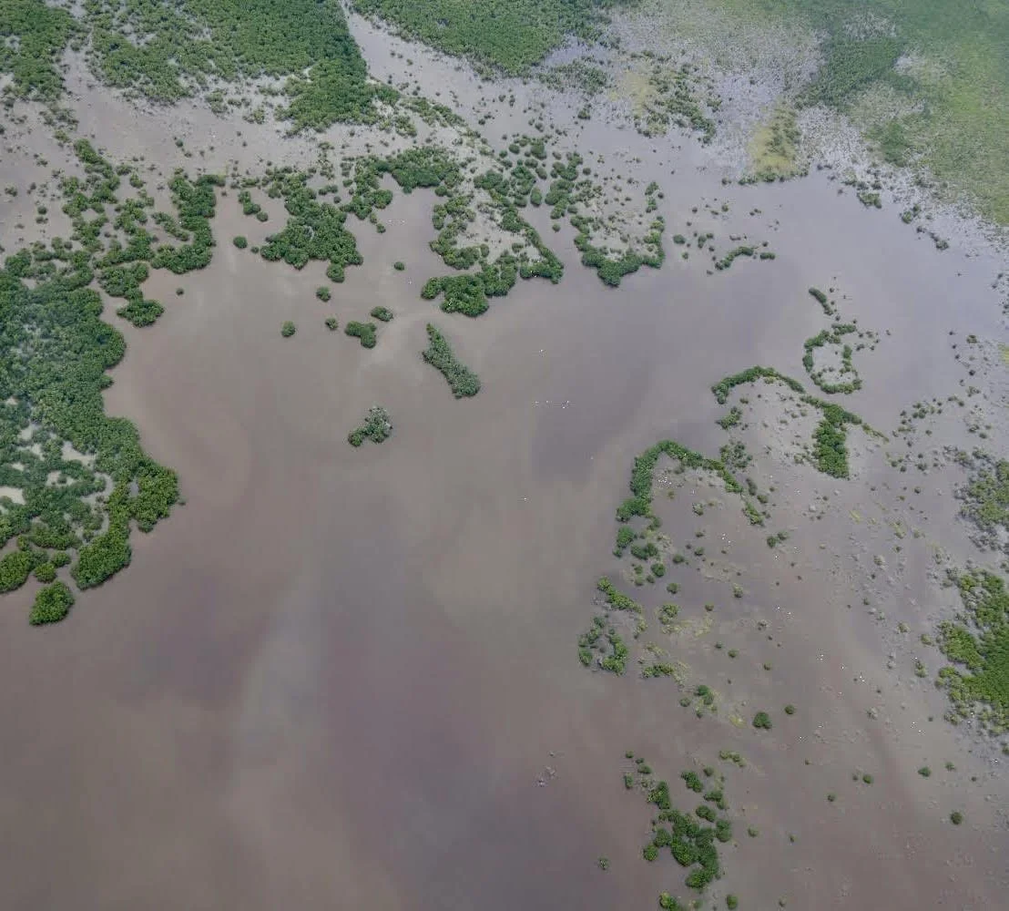 Aerial view of a river with patches of green vegetation and trees on either side, some areas partially submerged.