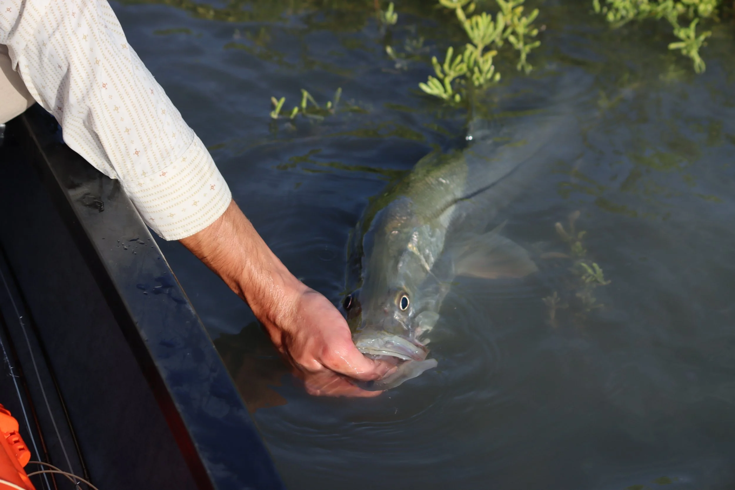Everglades Snook Catch and Release