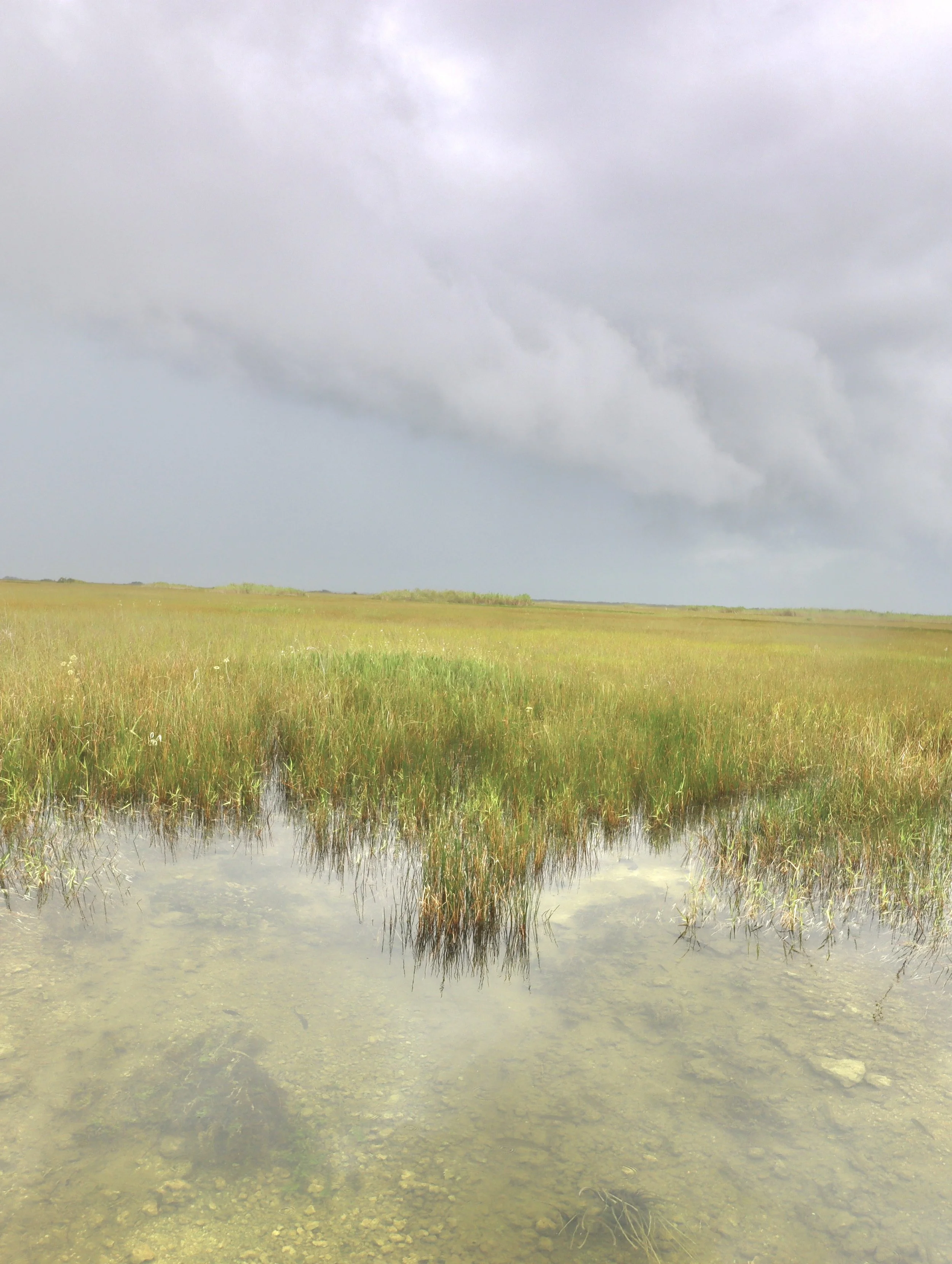A wetland area with tall grasses, shallow water, and a cloudy sky overhead.