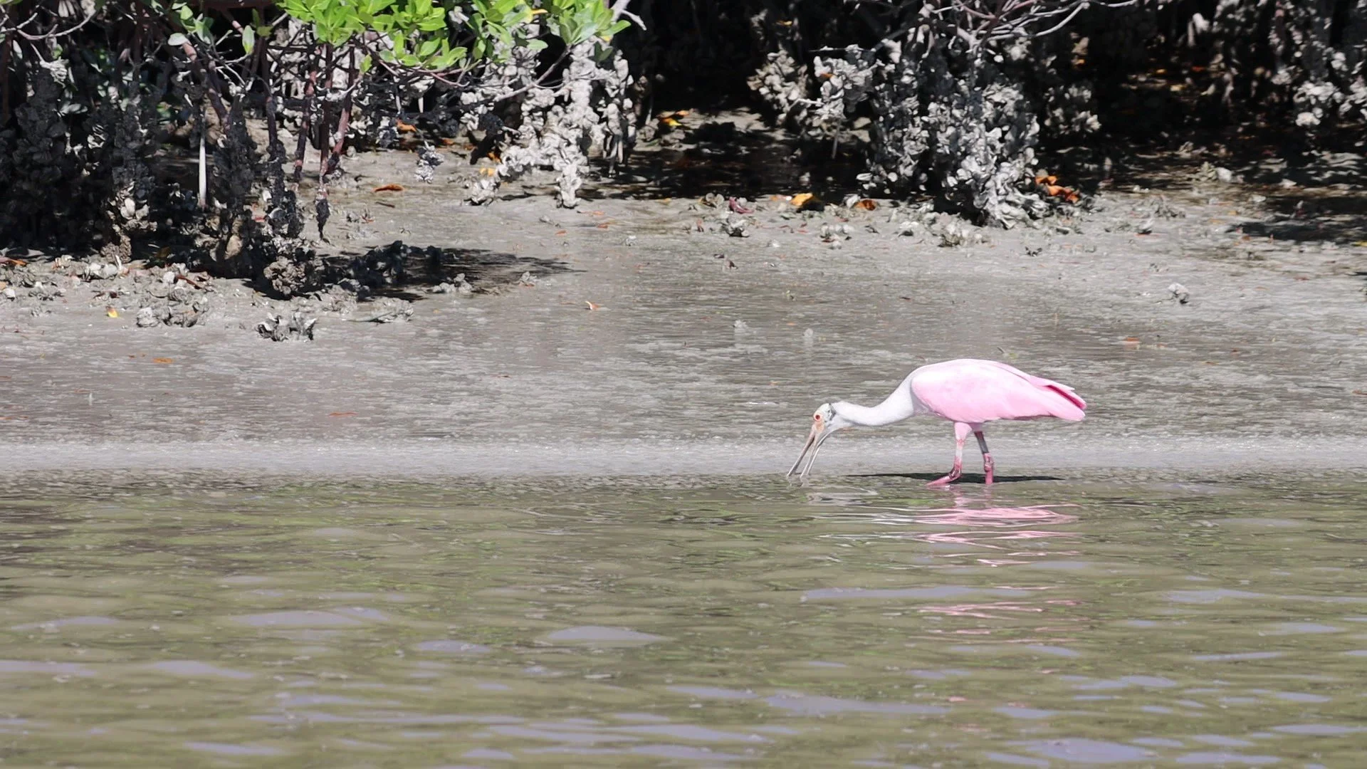 A pink and white heron standing in shallow water, with its beak in the water, near a muddy shoreline and dense dark foliage.