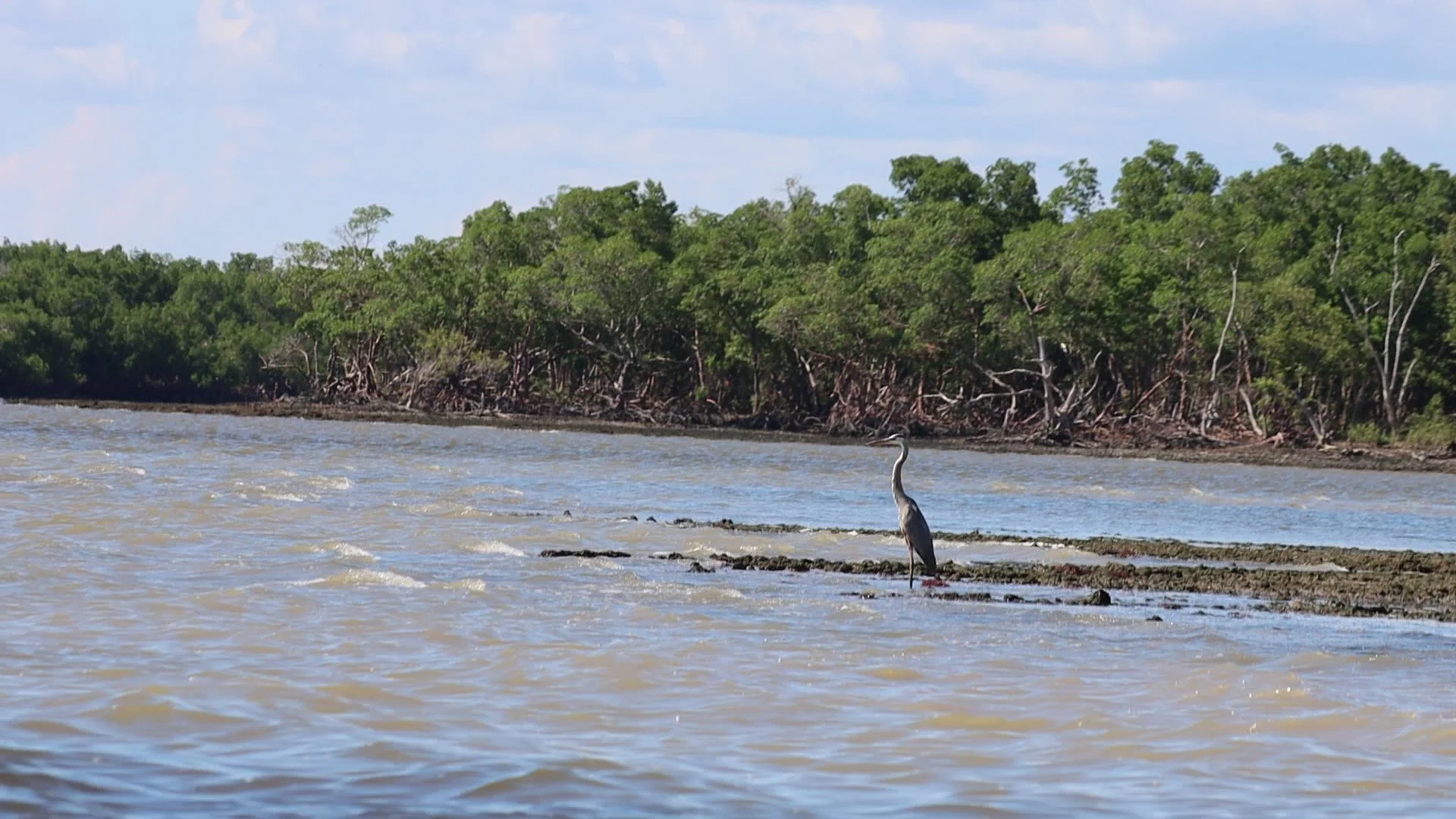 A heron standing in a waterway near a lush green mangrove forest under a partly cloudy sky.