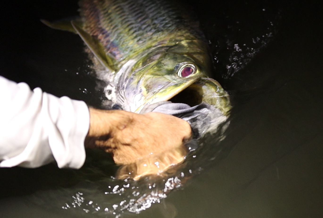 A person catching a fish in dark water at night, holding the fish's head near its open mouth.