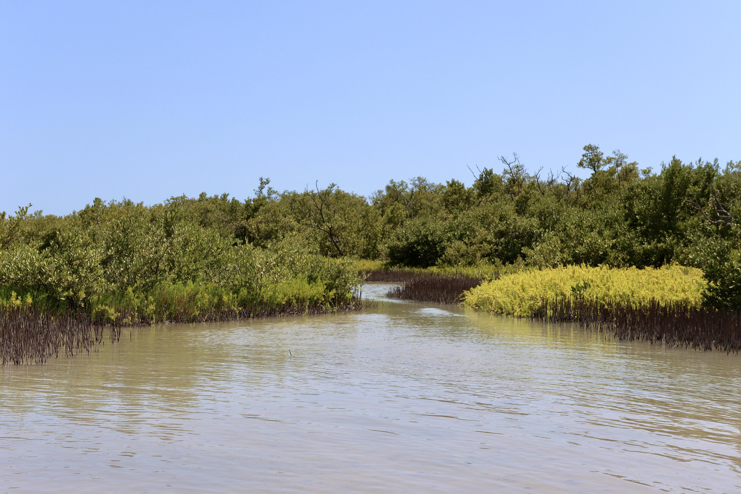 A mangrove forest with water channels, green foliage, and clear blue sky.