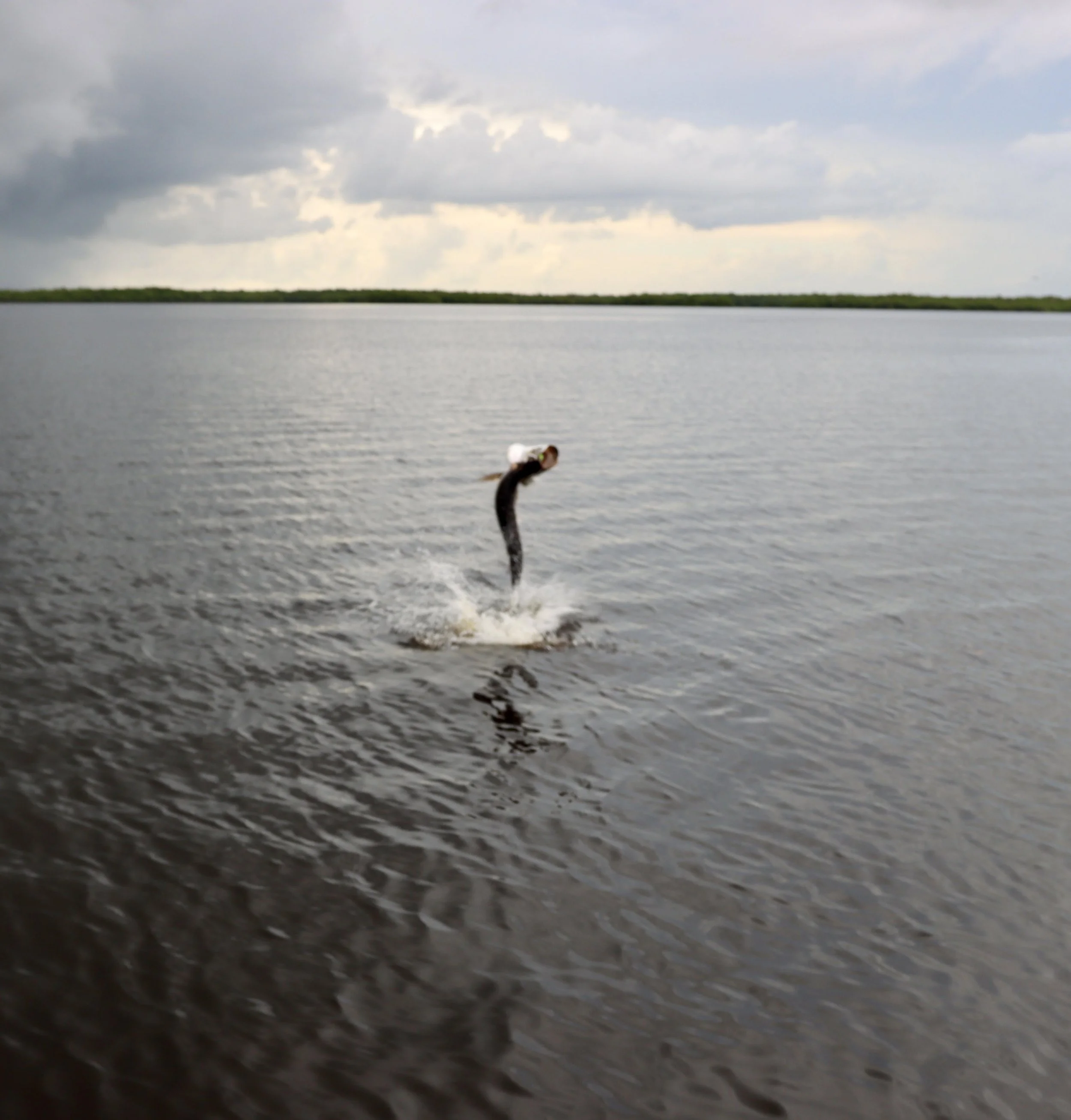 A fish jumping out of a calm body of water during cloudy weather, with a distant shoreline and cloudy sky in the background.