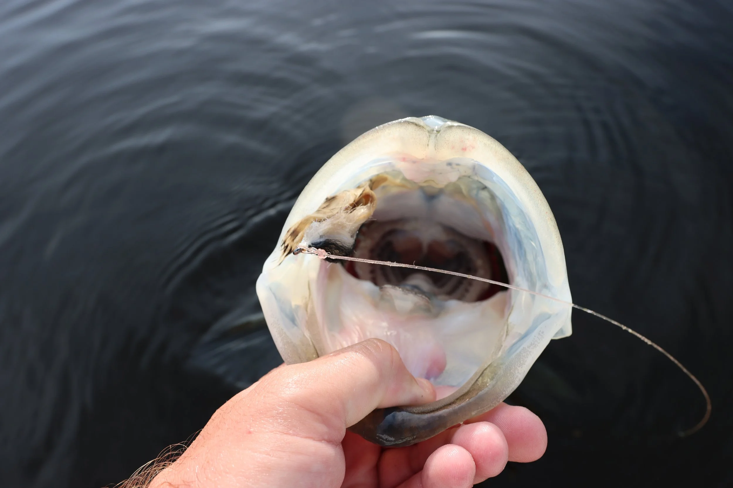 Big Snook Mouth with Fly