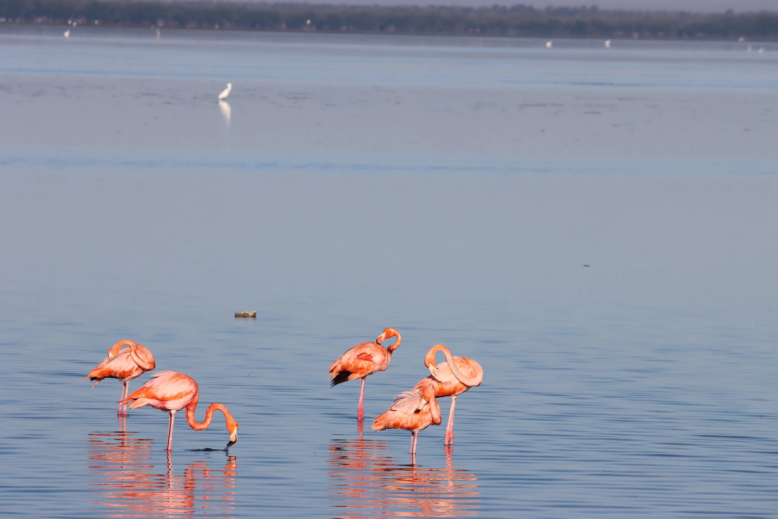 Five pink flamingos wading in Flamingo Everglades National Park