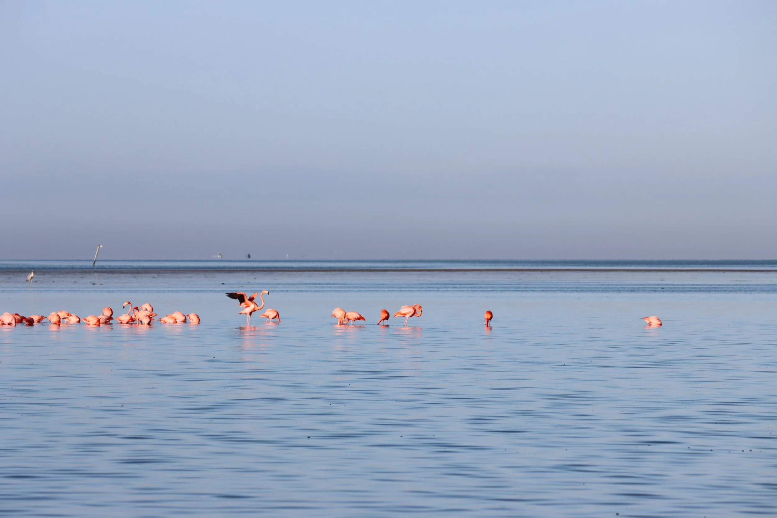 A group of flamingos standing and resting in shallow water, with one flamingo spreading its wings, on a calm, expansive body of water under a clear sky.