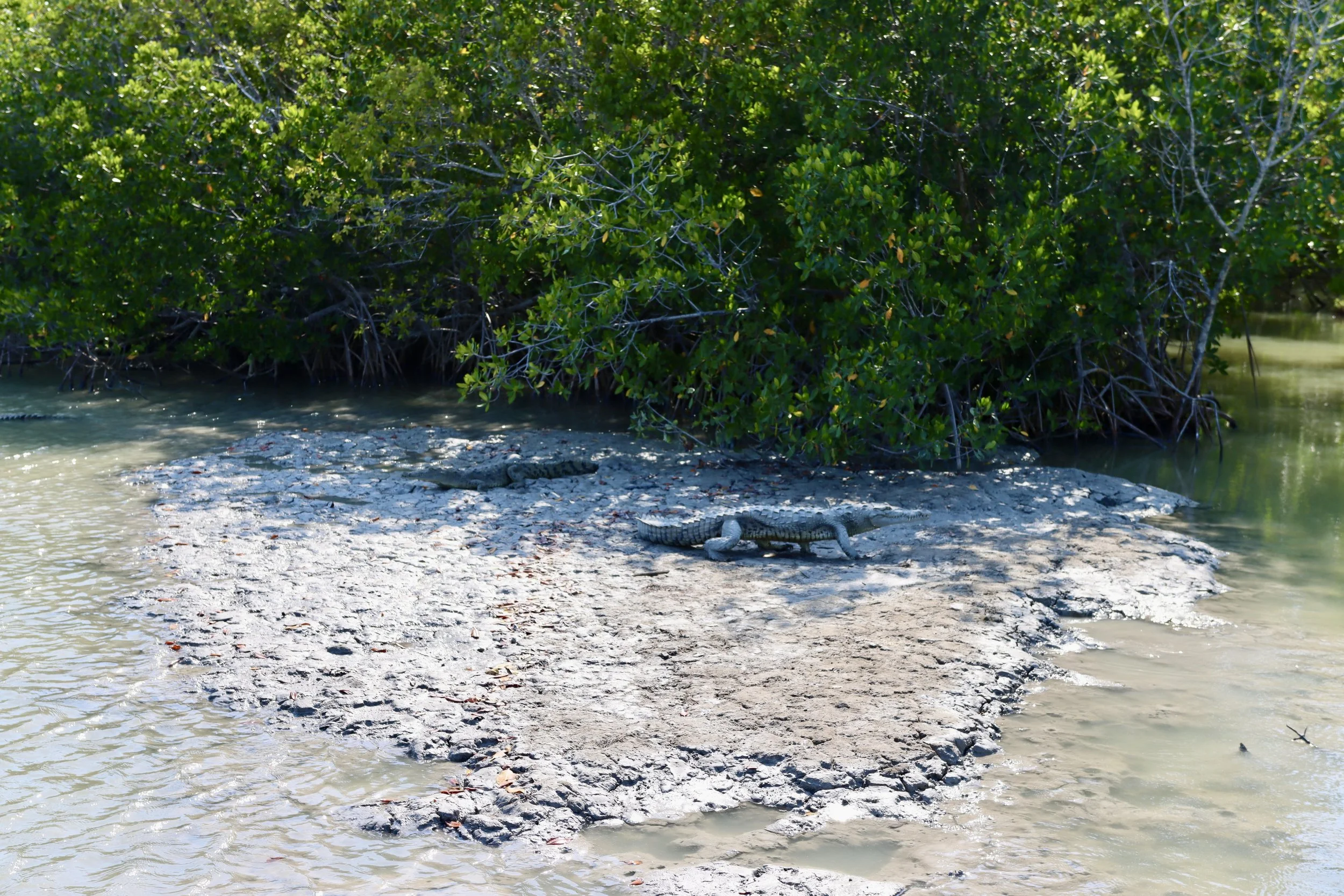 Two crocodiles resting on a sandy patch surrounded by water, with dense green mangrove trees in the background.