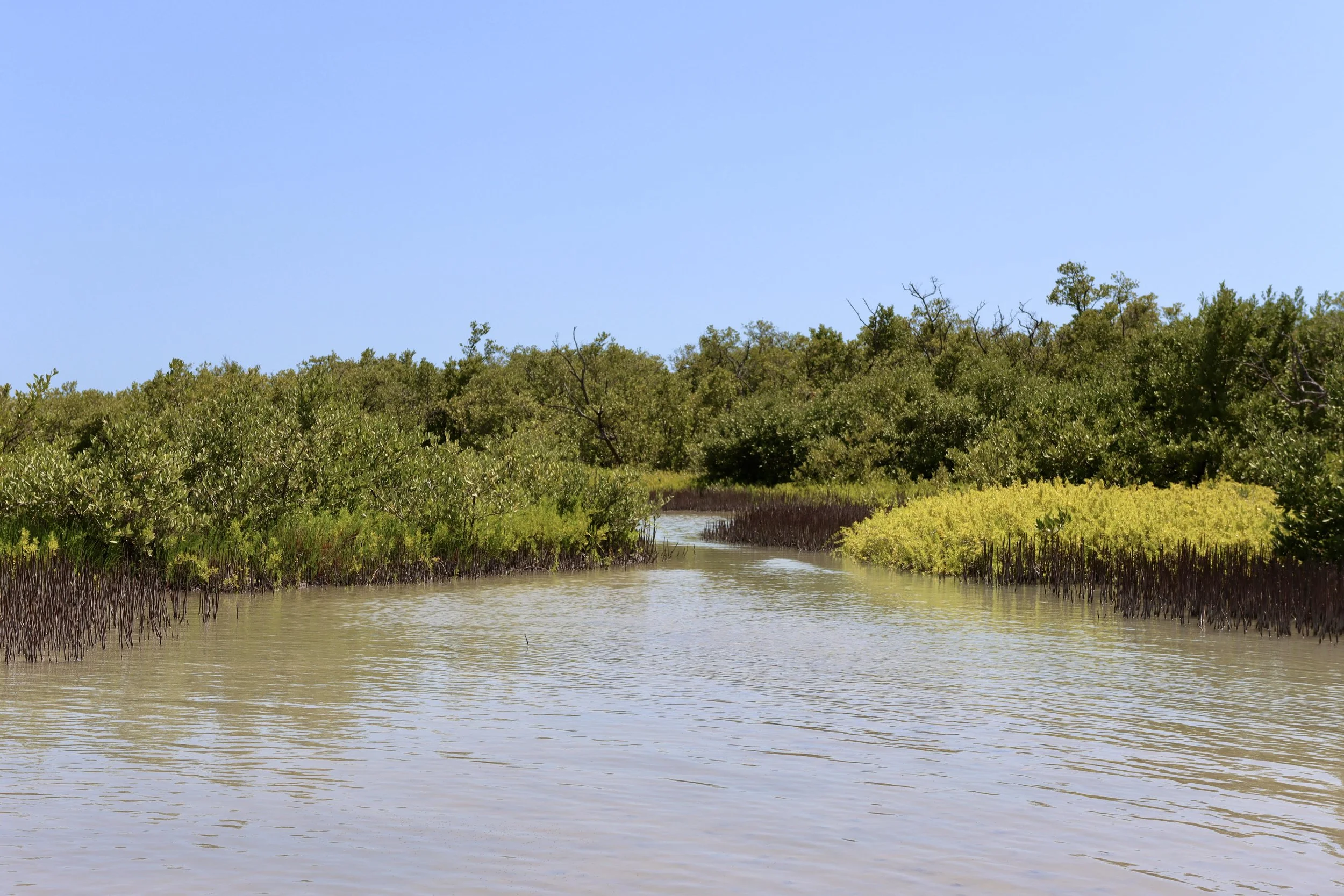 A mangrove swamp with water and lush green trees under a clear blue sky.