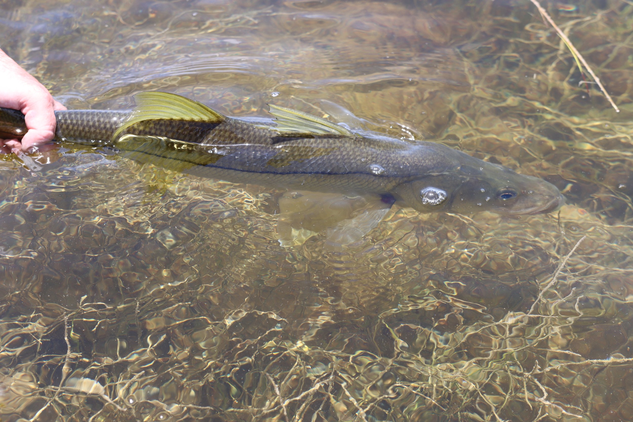 A person holding a large fish in a shallow, clear body of water with visible rocks and aquatic plants.