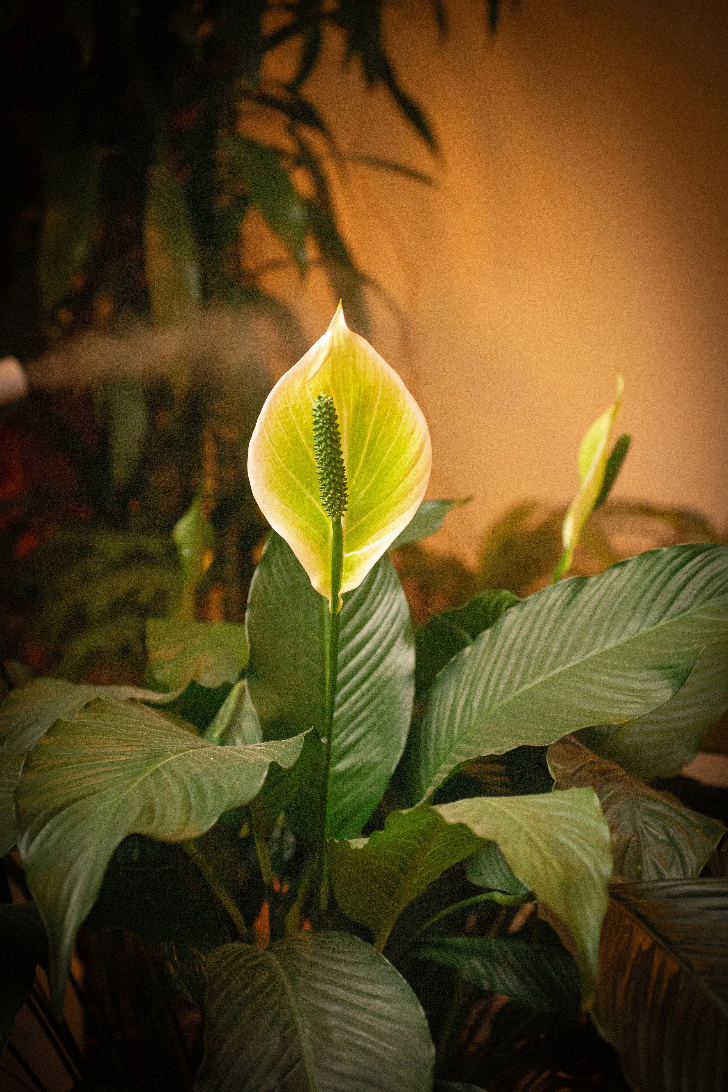 A peace lily plant with a distinctive spadix flower emerging from a yellowish-green spathe, surrounded by large, glossy green leaves.