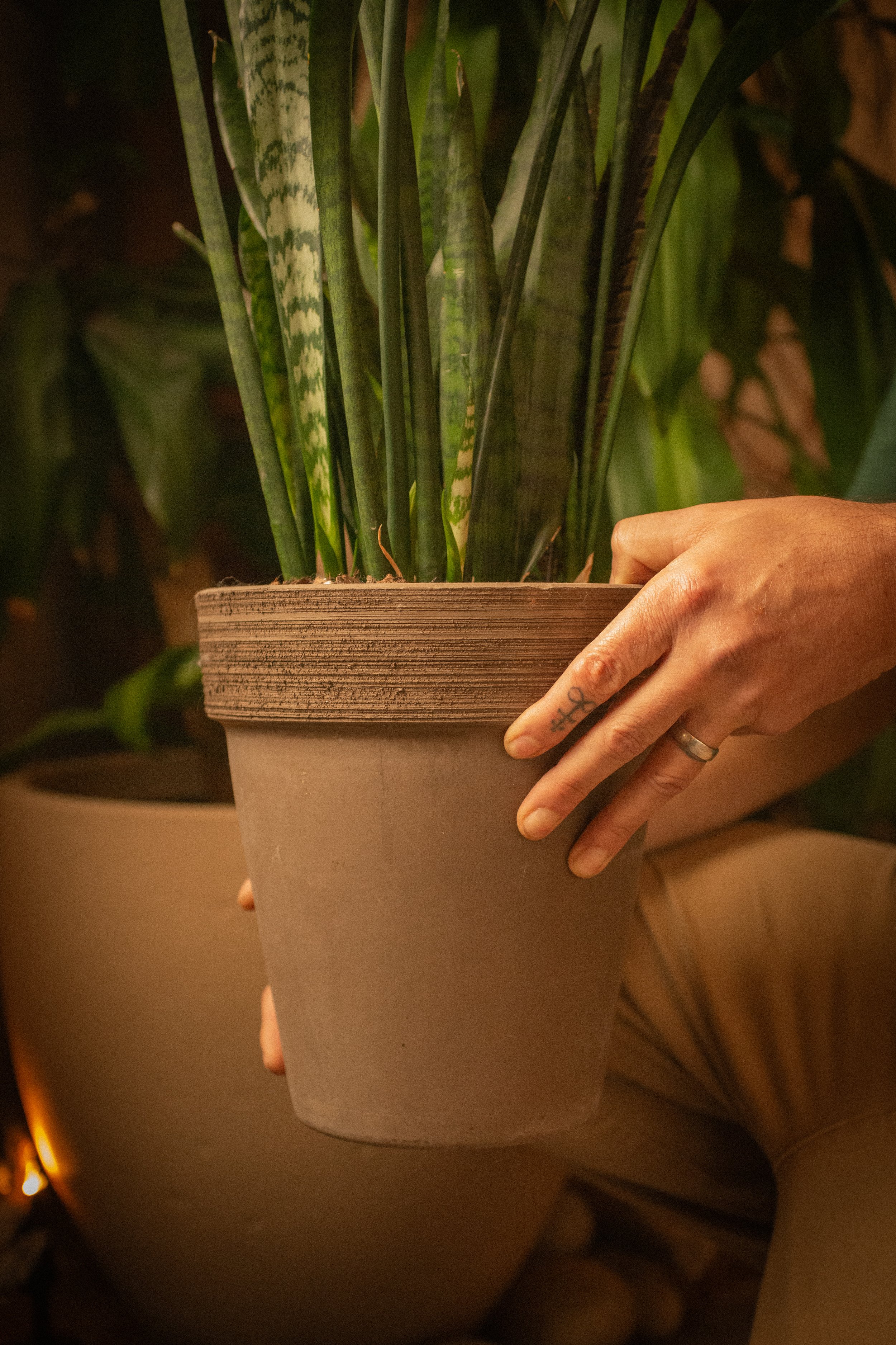 Close-up of a person's hand holding a large plant pot with a green plant, with another large plant pot with a plant in the background, in a cozy indoor setting.