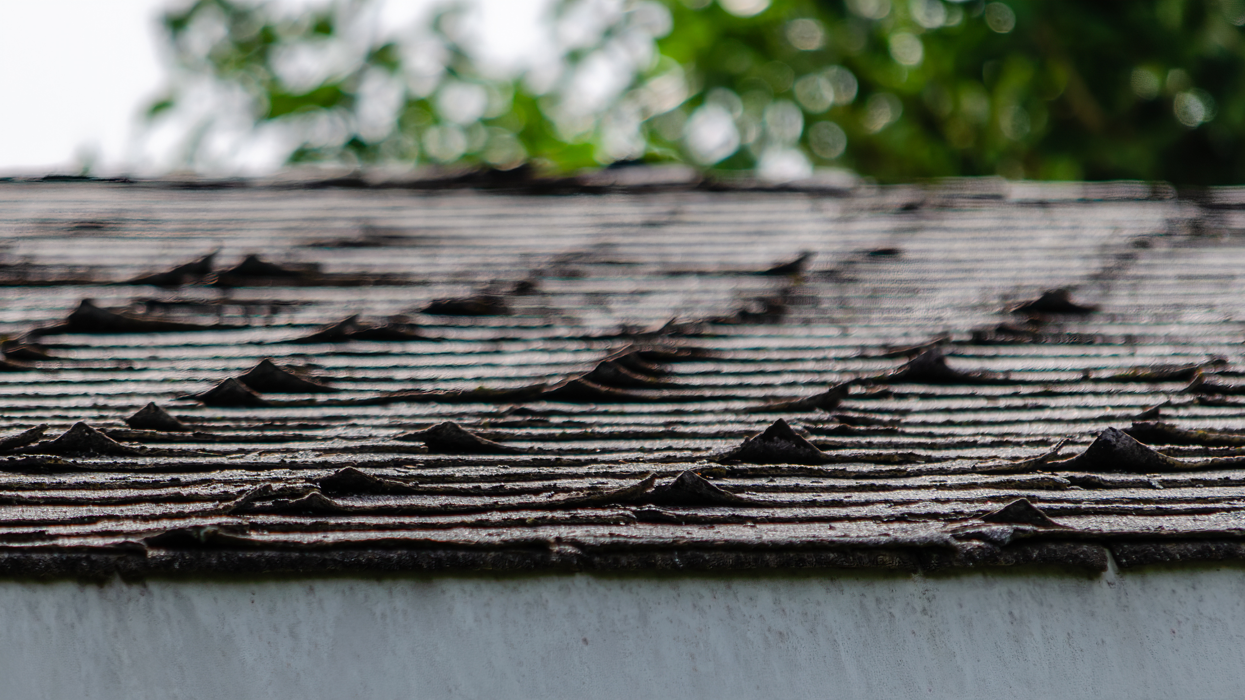 Curled roof shingles