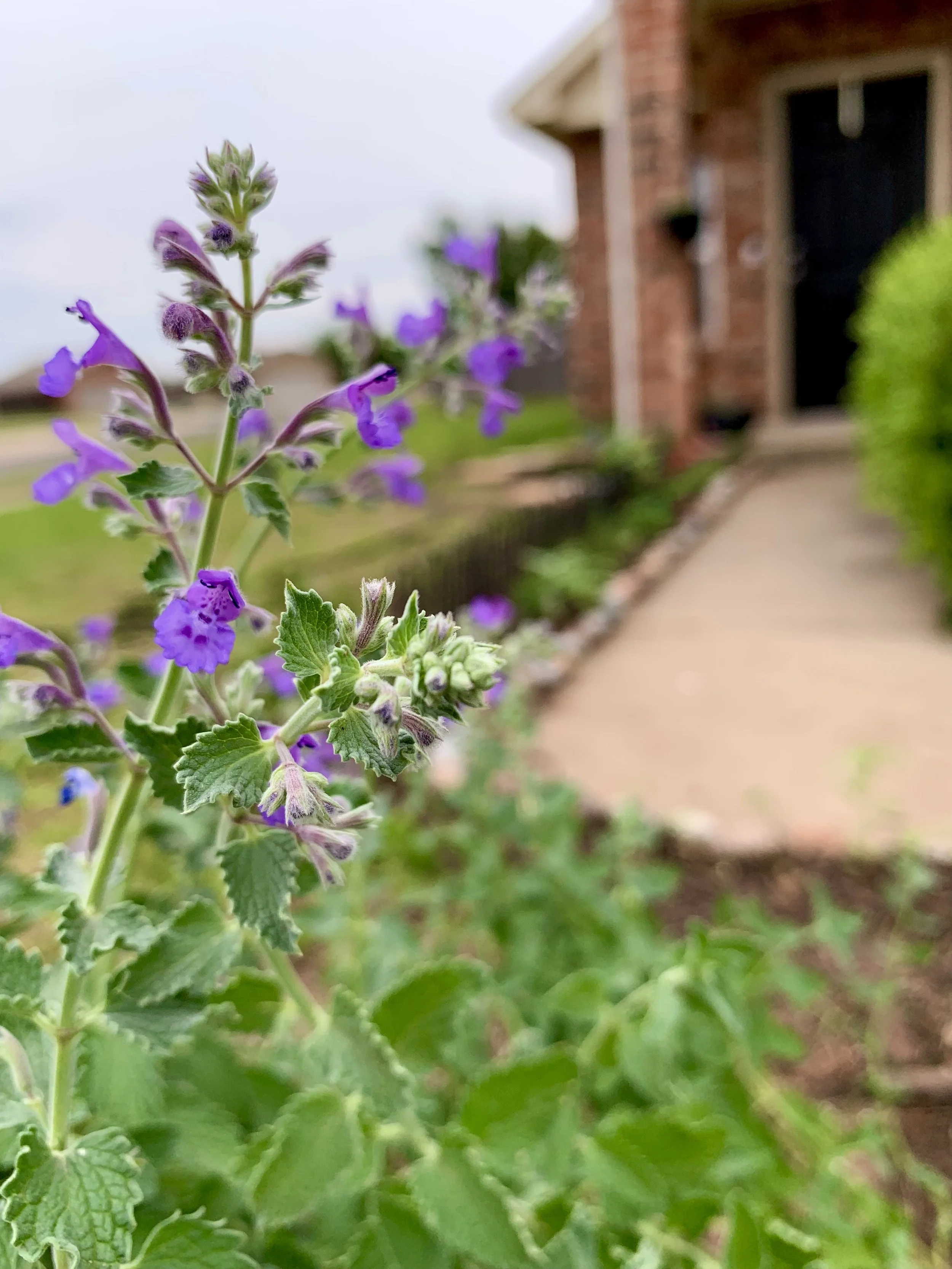 Personalized Gardening Consultation Service