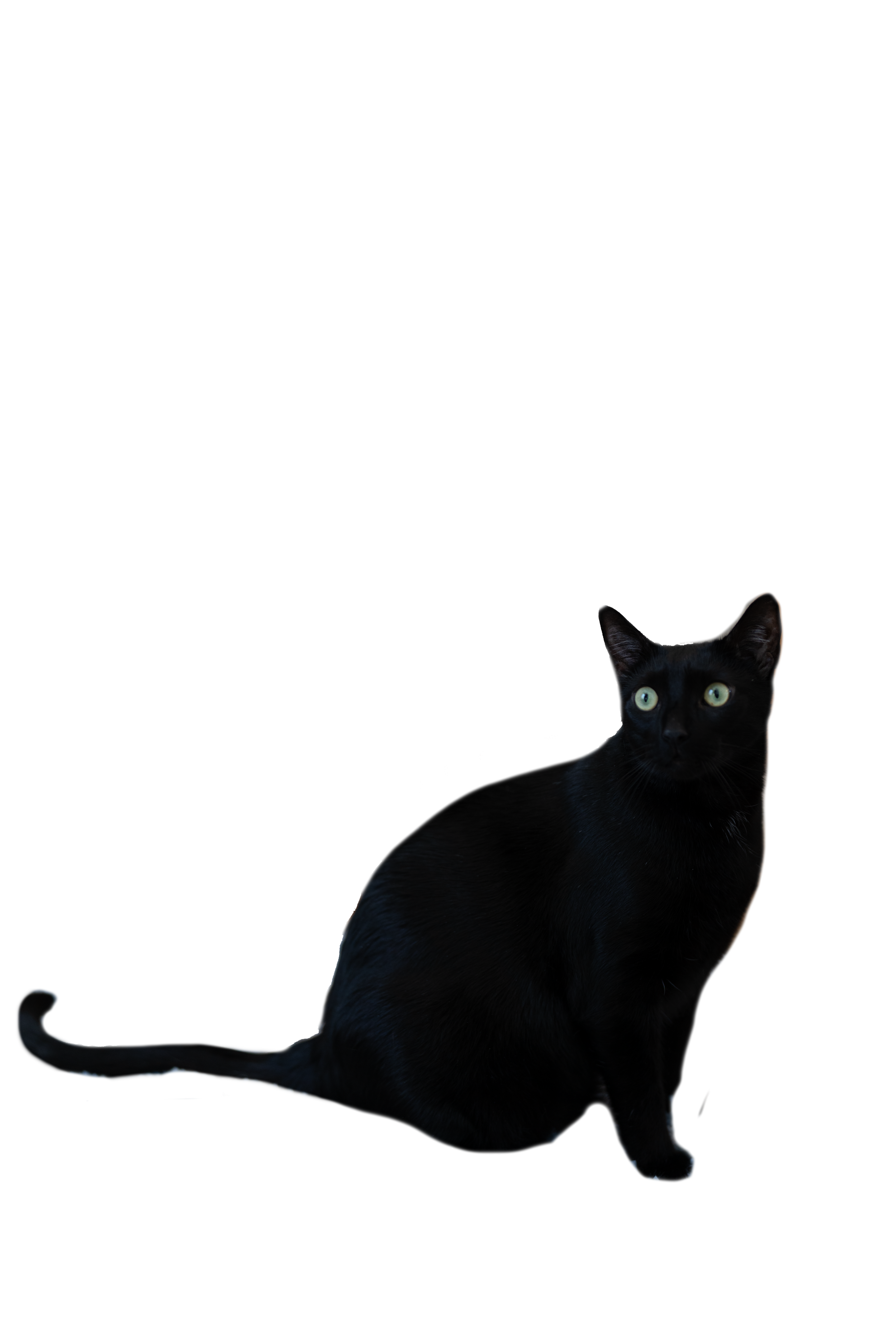 A black cat
