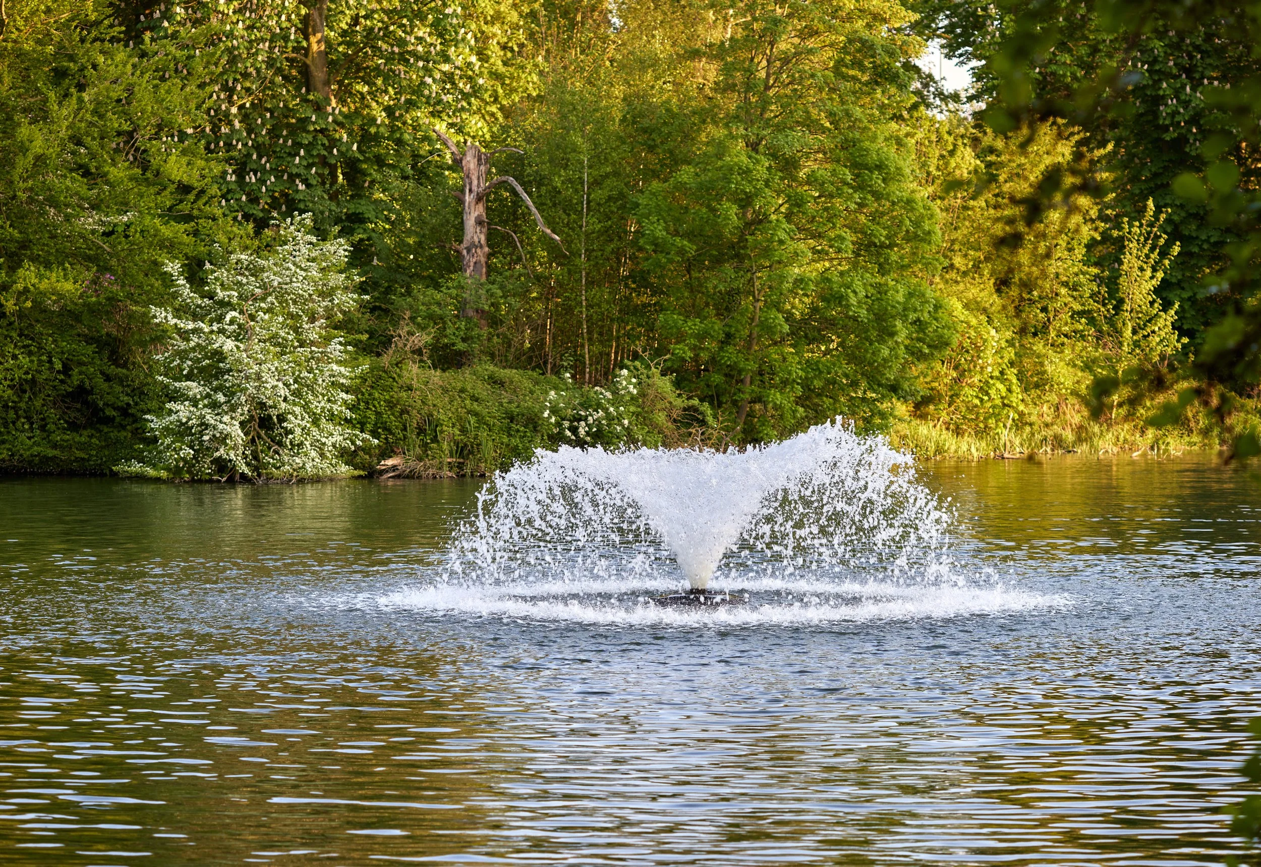 A small fountain spraying water in a calm lake with lush green trees and shrubs along the shoreline, sunlight filtering through the foliage.