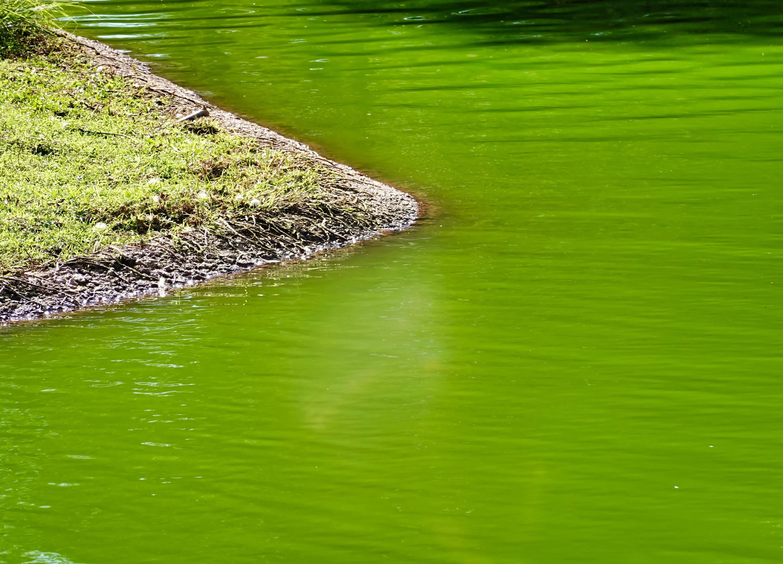 A grassy shoreline meets a greenish body of water with ripples.