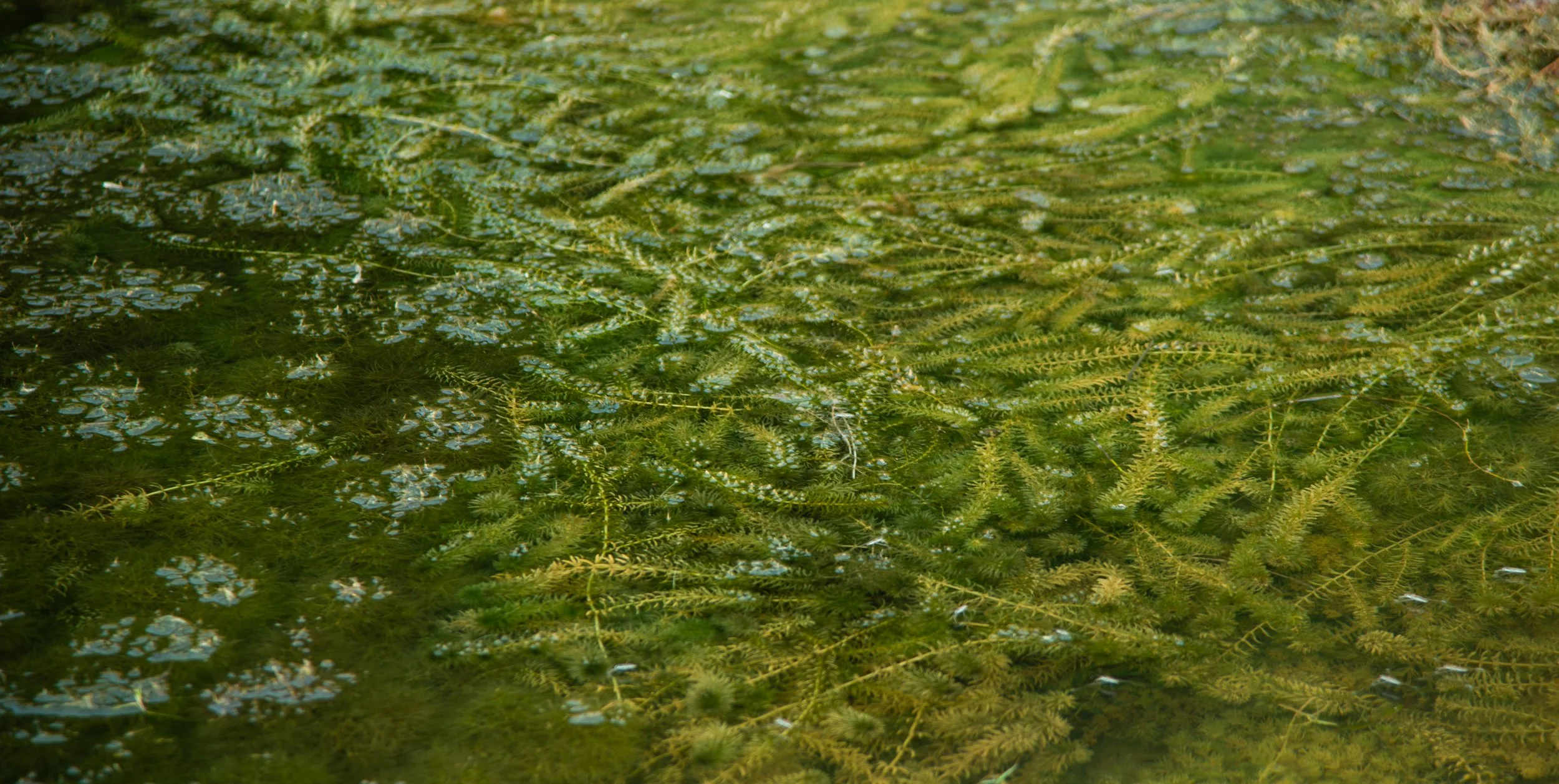 Close-up of green aquatic plants and algae growing on water surface.