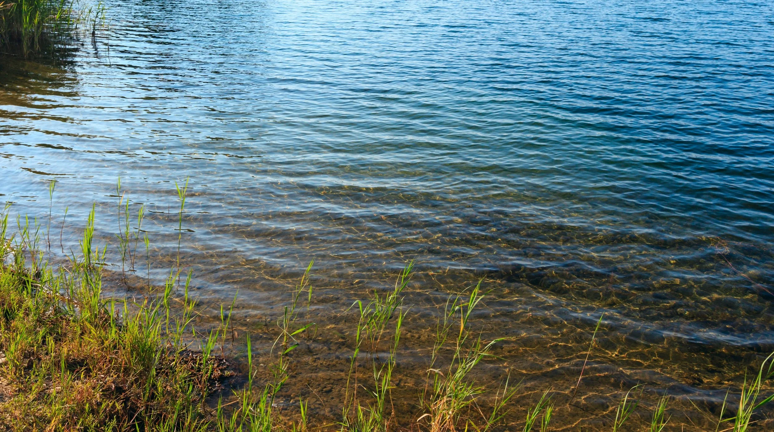 Shoreline with clear water, grass, and rocks.