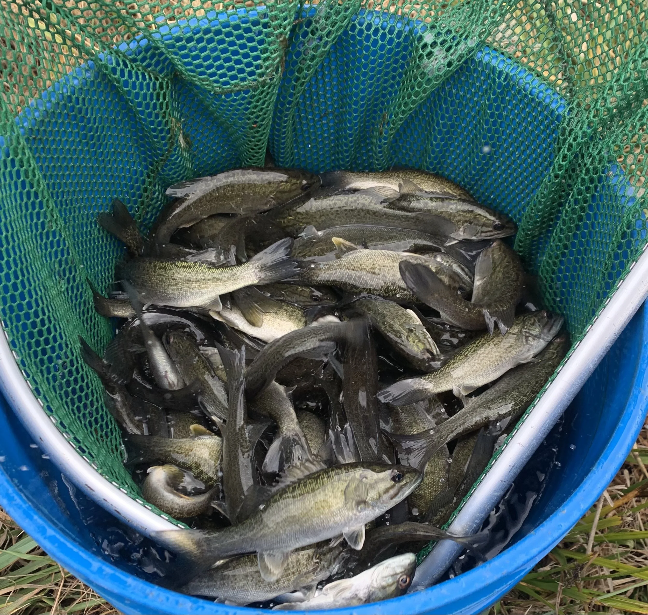 A green and blue fishing net basket filled with several freshly caught fish, resting on grass.