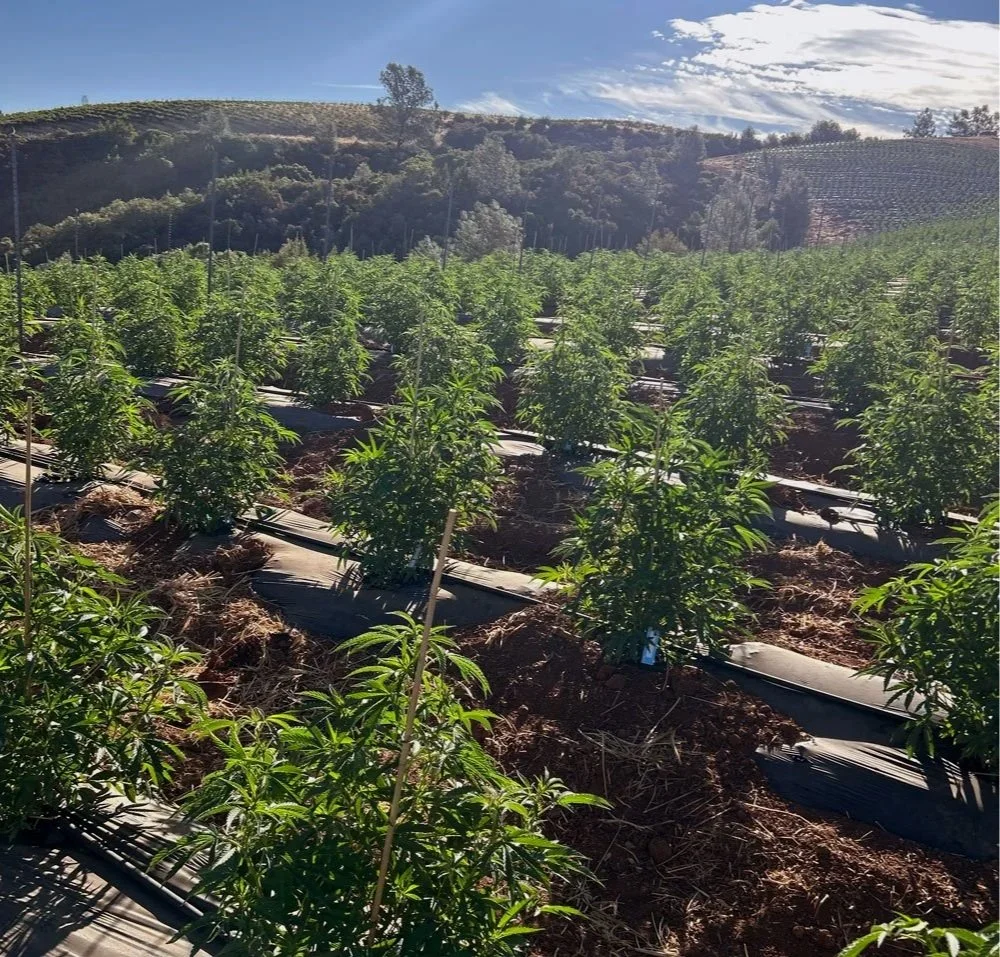A lush cannabis farm with rows of green plants growing in soil, supported by small stakes, set against rolling hills under a partly cloudy sky.