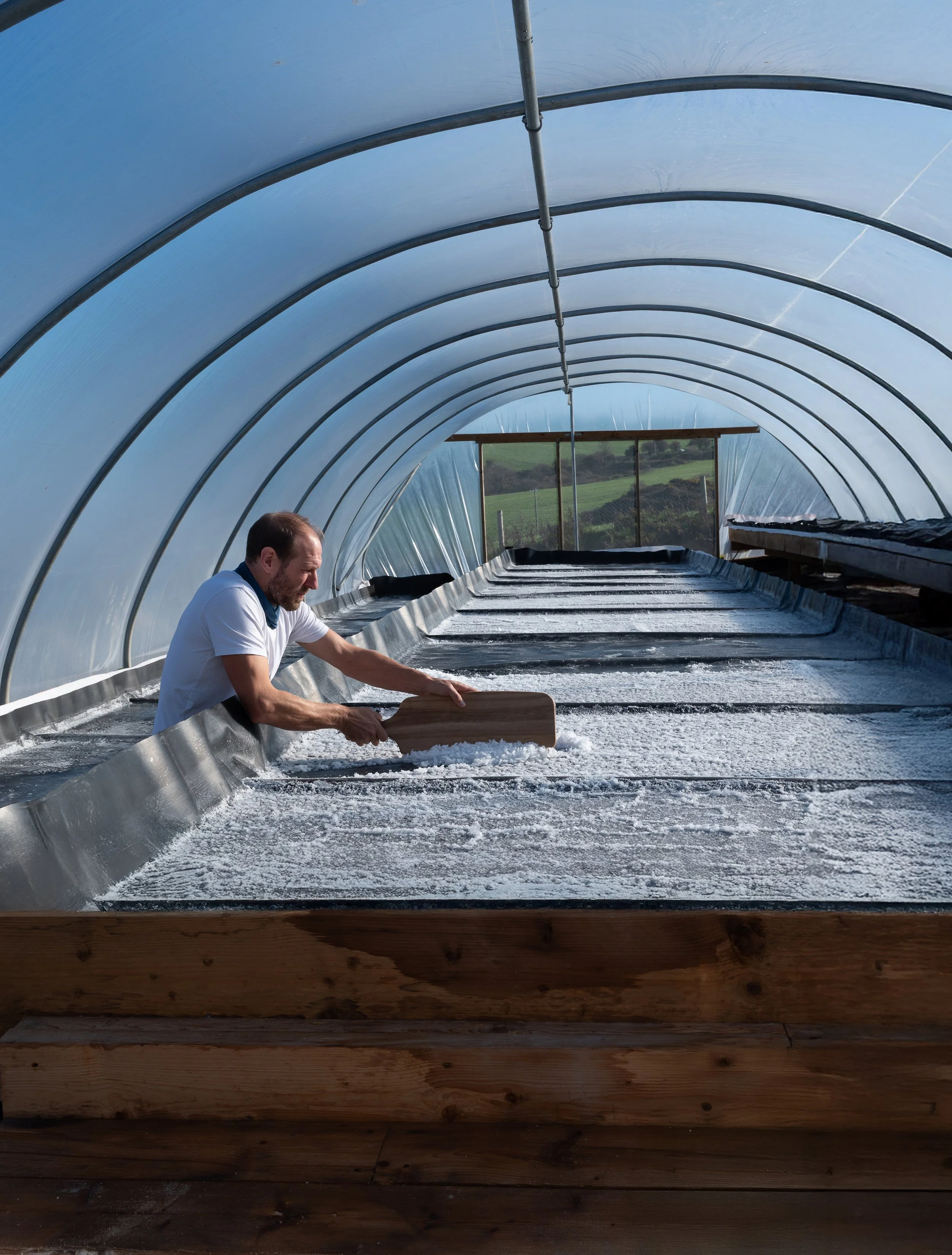 Man spreading salt on the floor inside a greenhouse or tunnel.