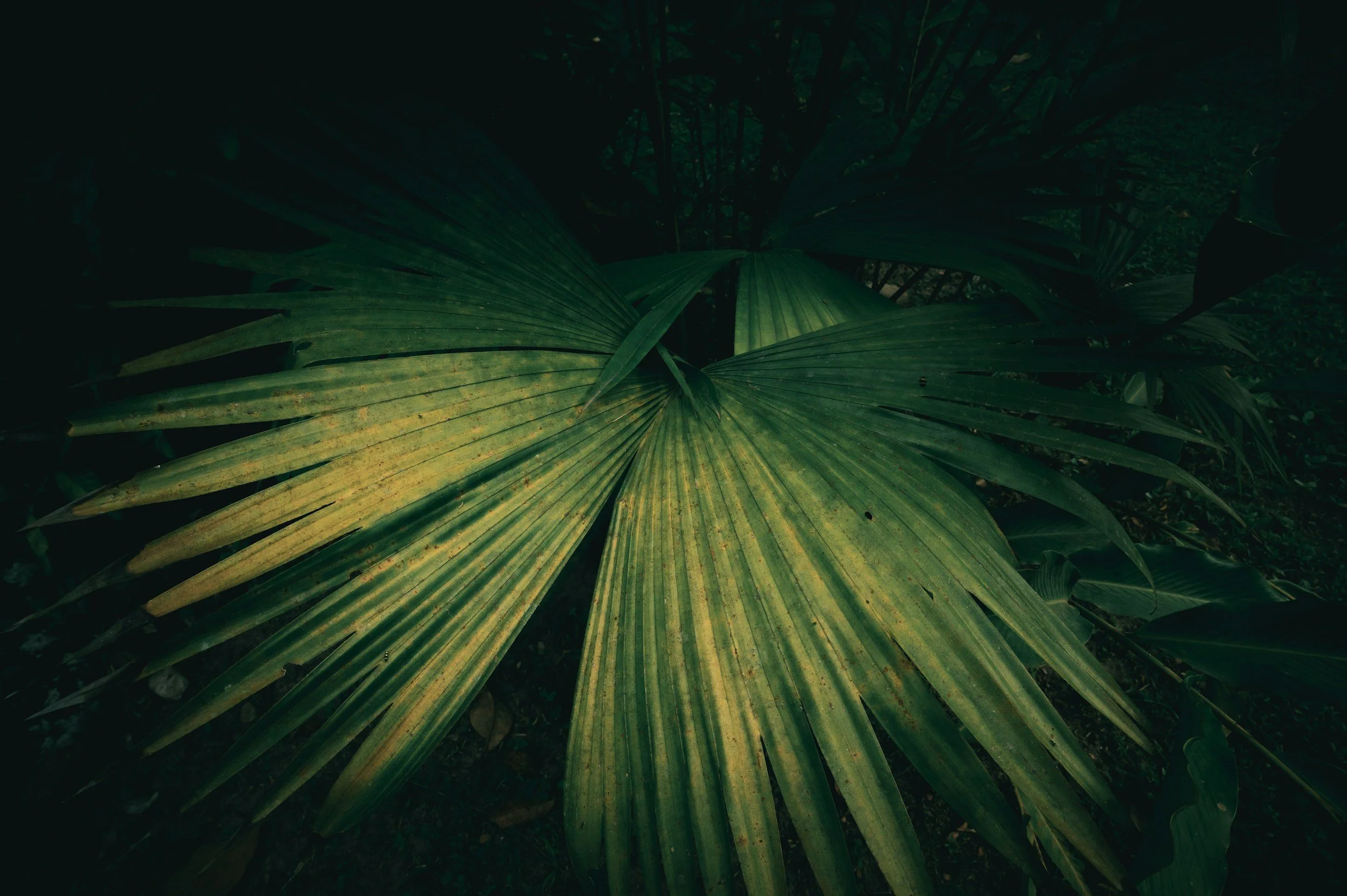 Large tropical green palm leaf in a dark jungle setting.