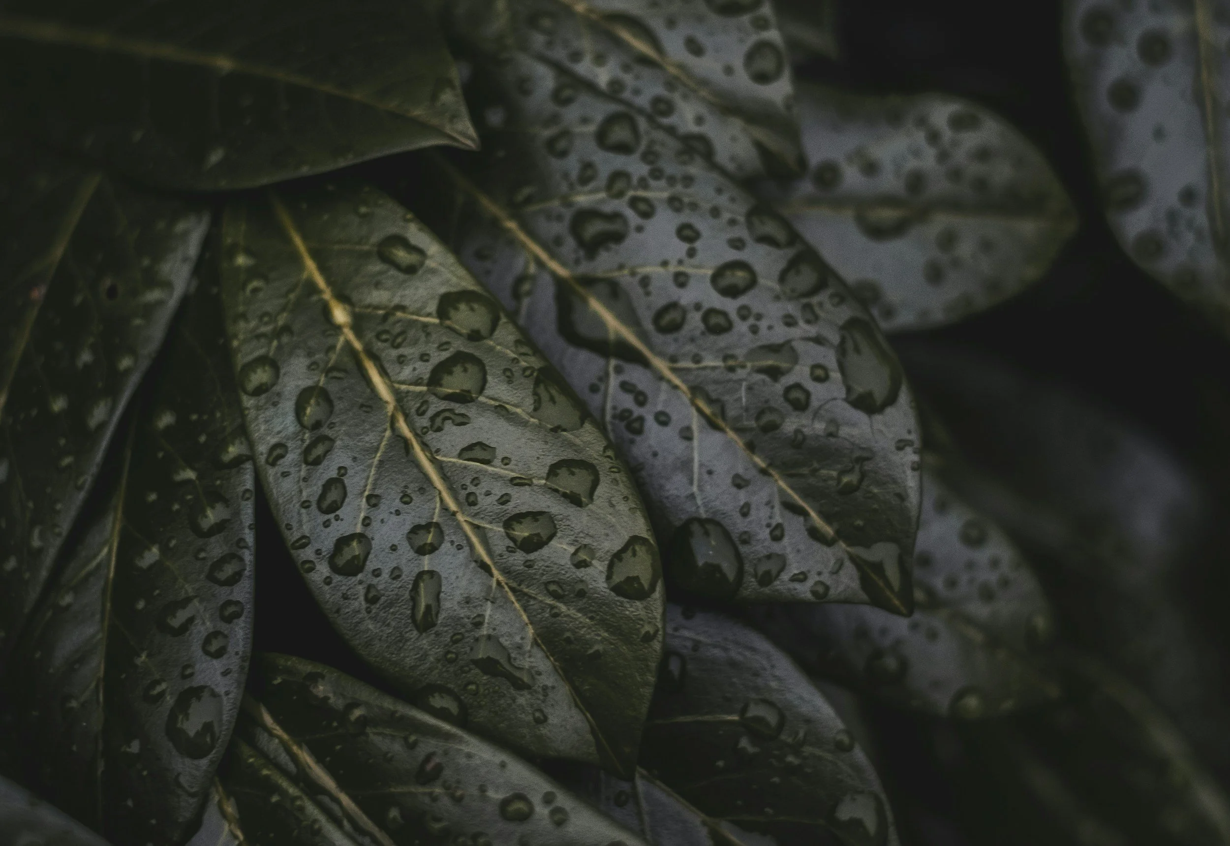 Close-up of dark green leaves with water droplets on their surfaces.