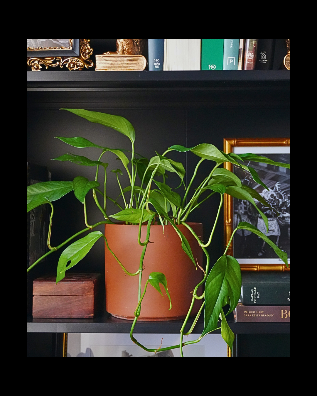 A potted green houseplant with large leaves on a black bookshelf, with books and decorative items in the background.
