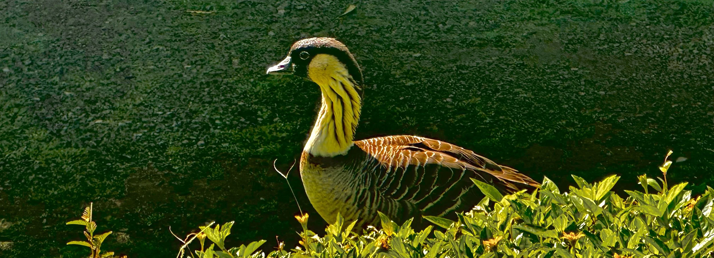 The Nēnē: Hawaiʻi’s Endemic Goose