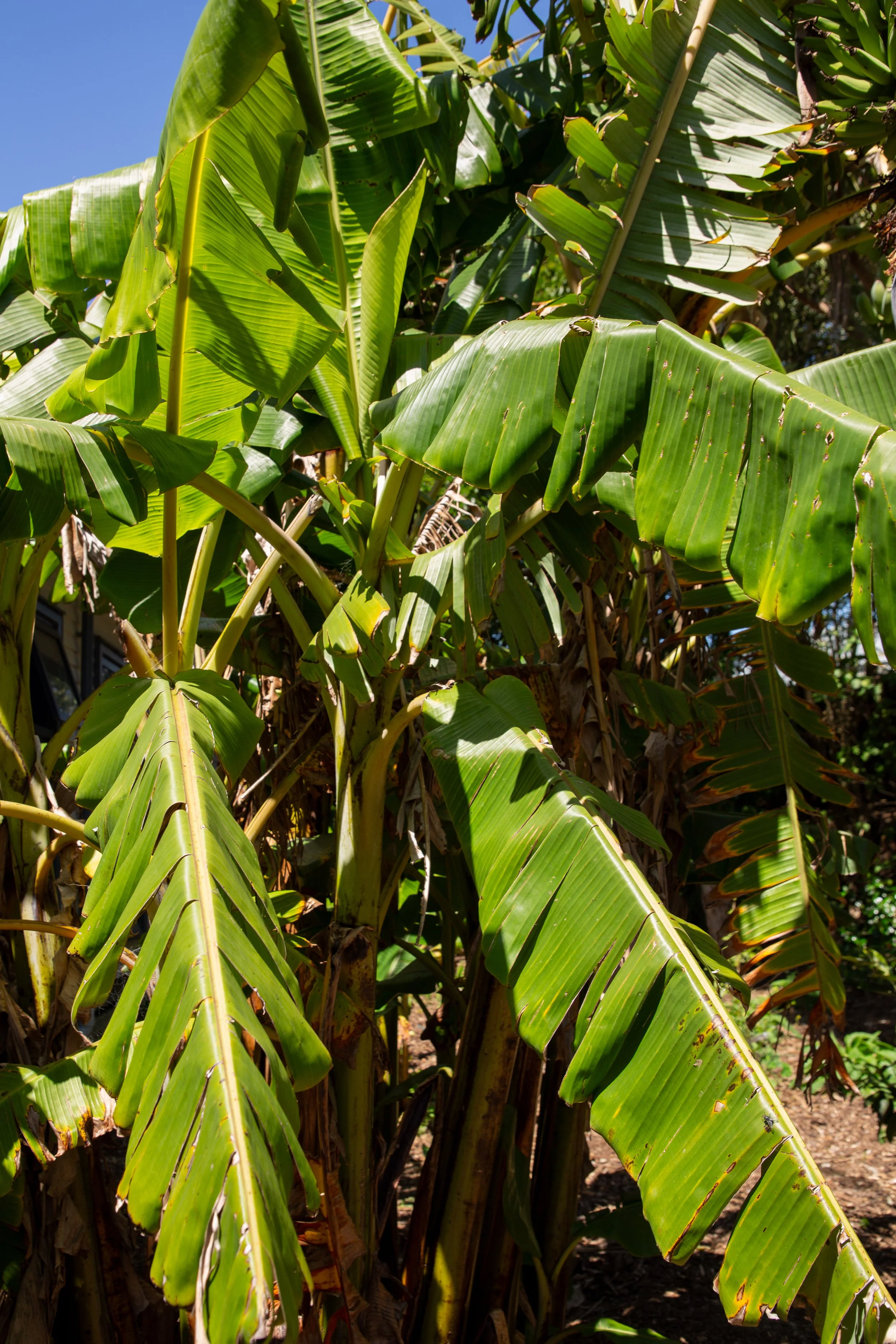 Close-up of large green banana plant leaves in sunlight.